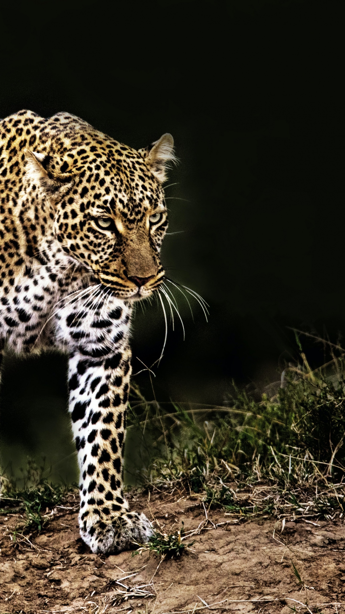 Leopard, Felidae, Jaguar, Lion, African Leopard. Wallpaper in 1440x2560 Resolution