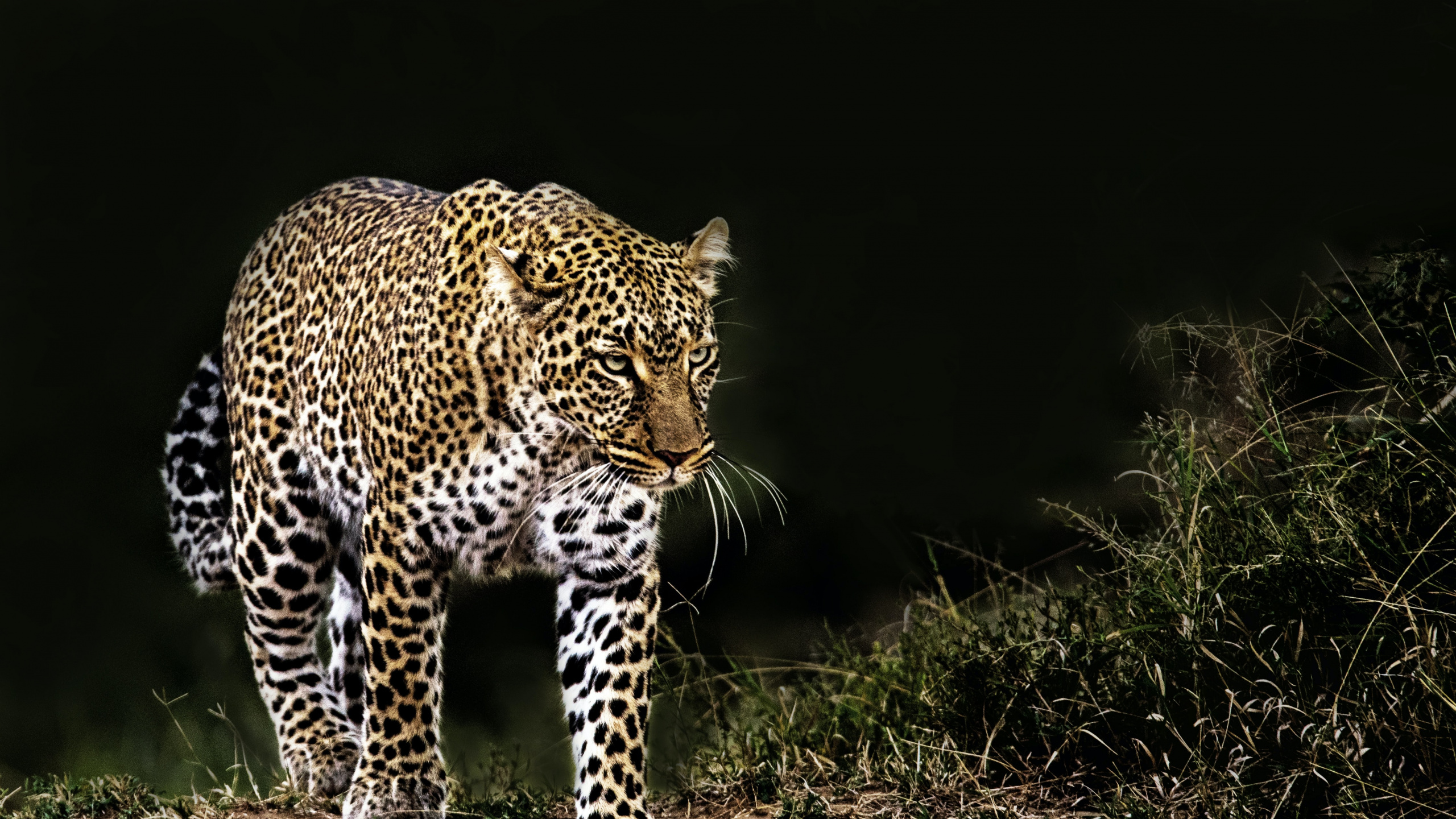 Leopard, Felidae, Jaguar, Lion, African Leopard. Wallpaper in 2560x1440 Resolution