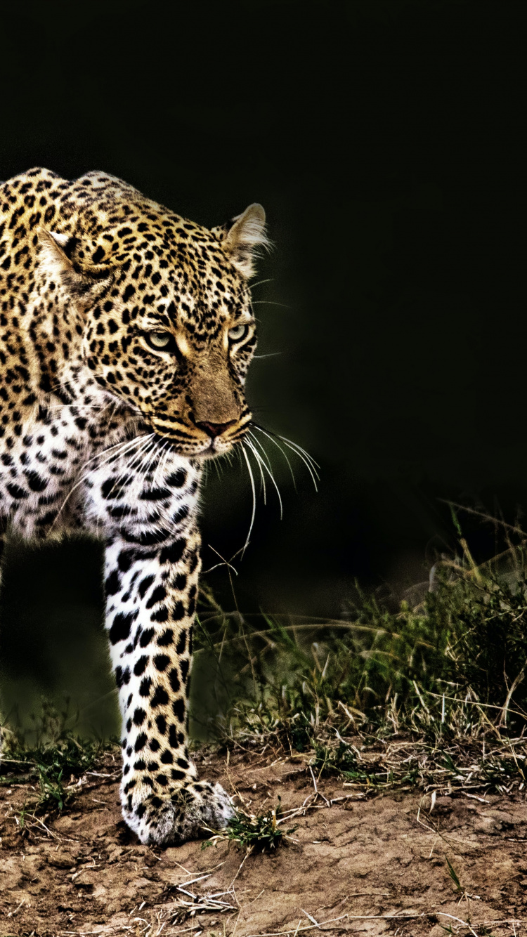 Leopard, Felidae, Jaguar, Lion, African Leopard. Wallpaper in 750x1334 Resolution