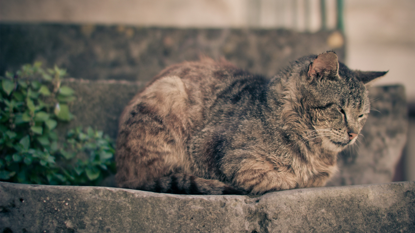 Brown Tabby Cat Lying on Concrete Surface. Wallpaper in 1366x768 Resolution