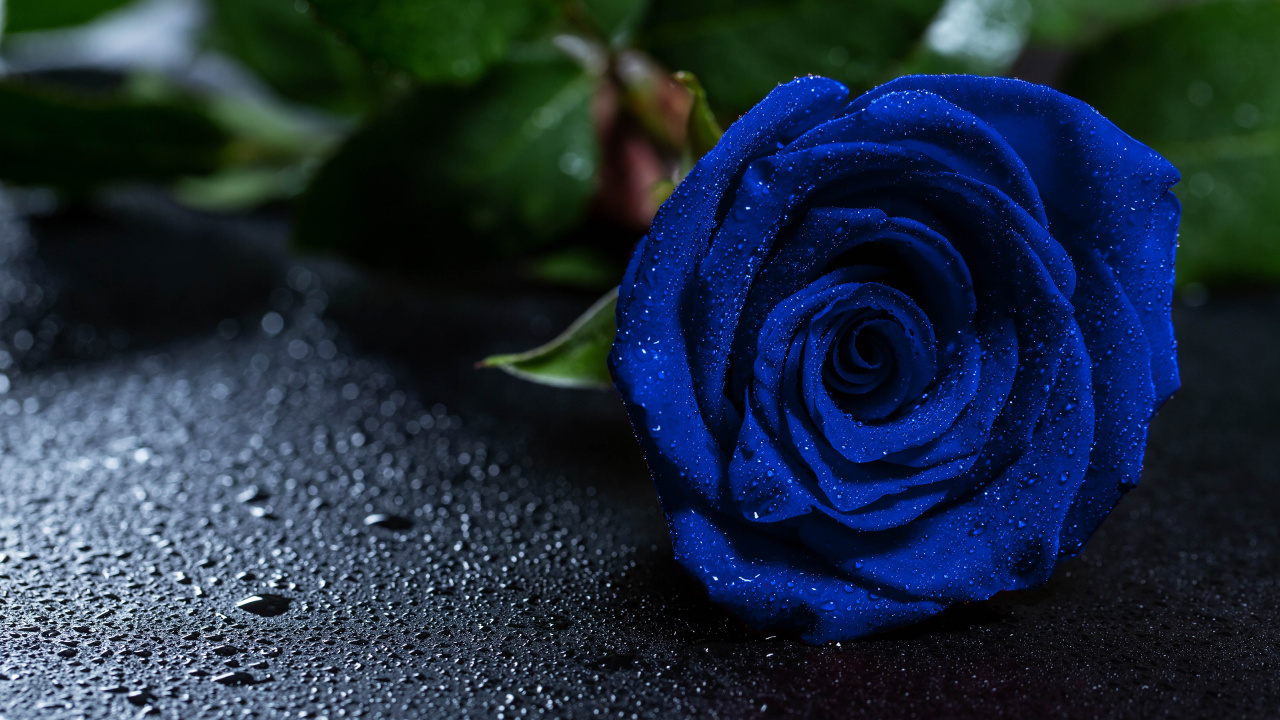 Blue Rose on Black Surface. Wallpaper in 1280x720 Resolution