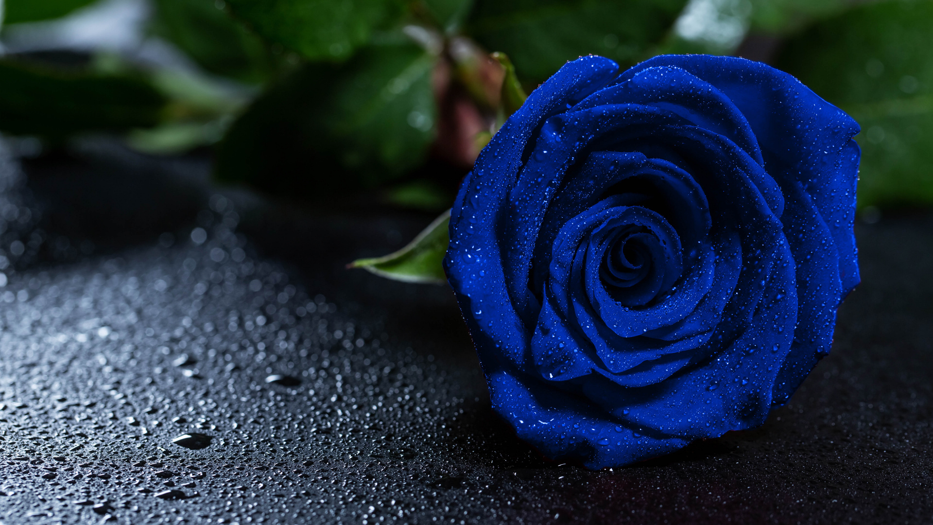 Blue Rose on Black Surface. Wallpaper in 1920x1080 Resolution