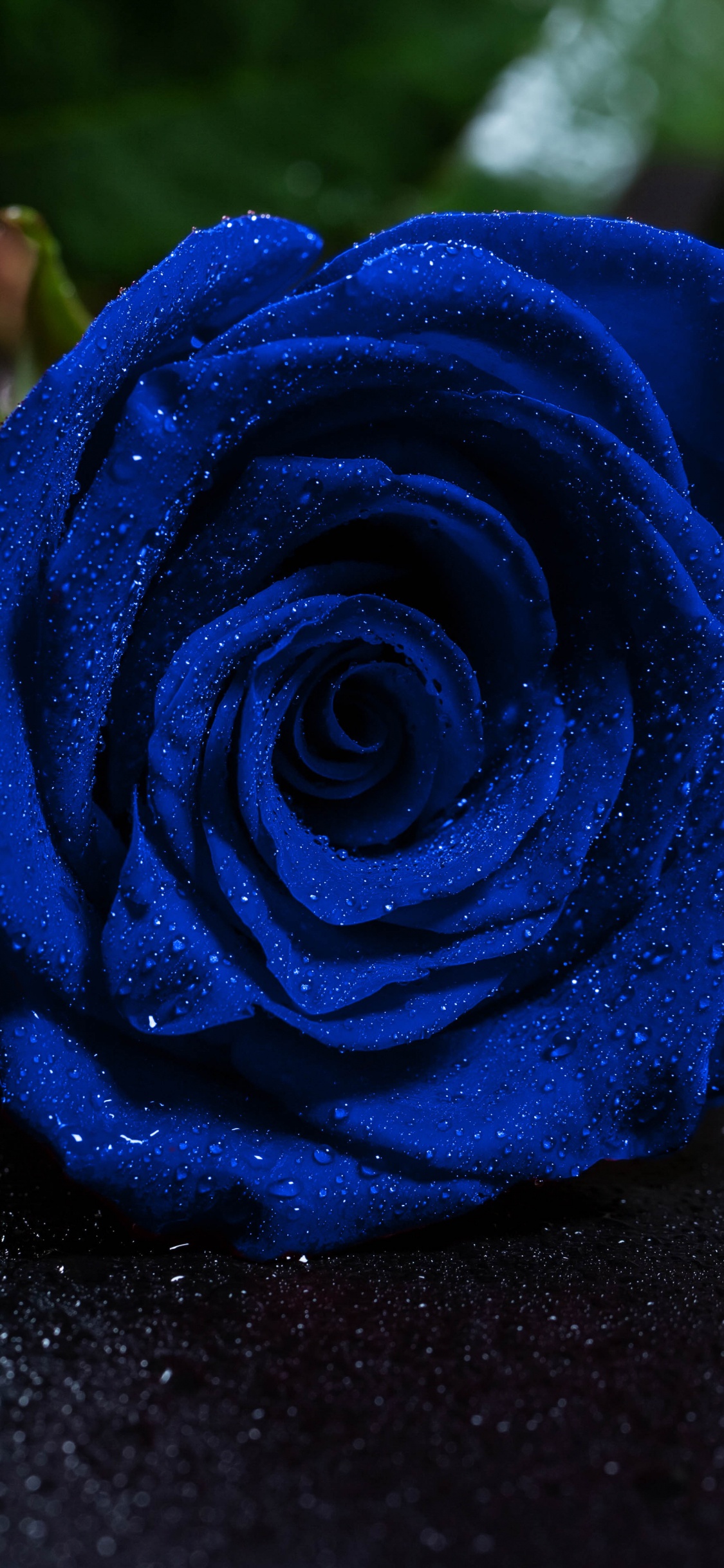 Rosa Azul Sobre Superficie Negra. Wallpaper in 1125x2436 Resolution