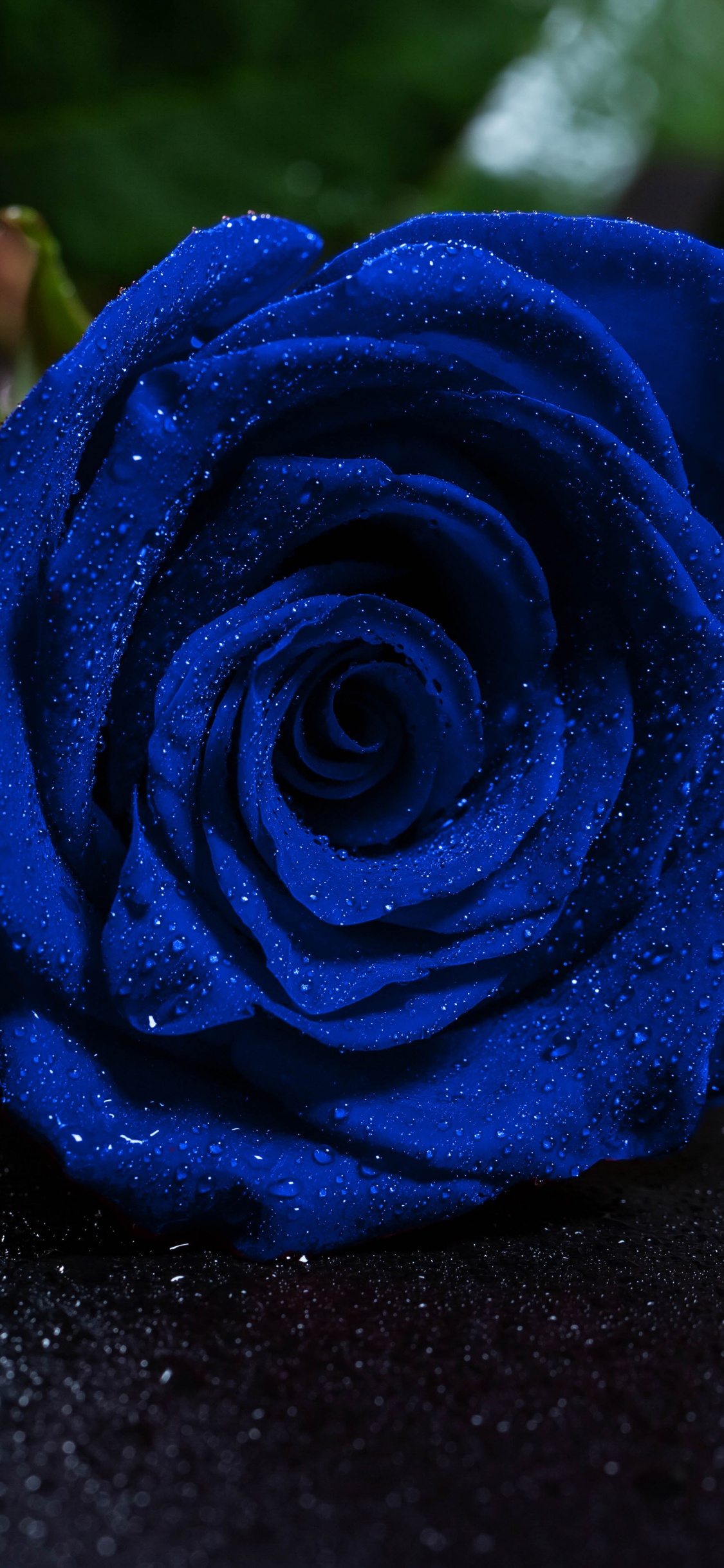 Rose Bleue Sur Surface Noire. Wallpaper in 1125x2436 Resolution