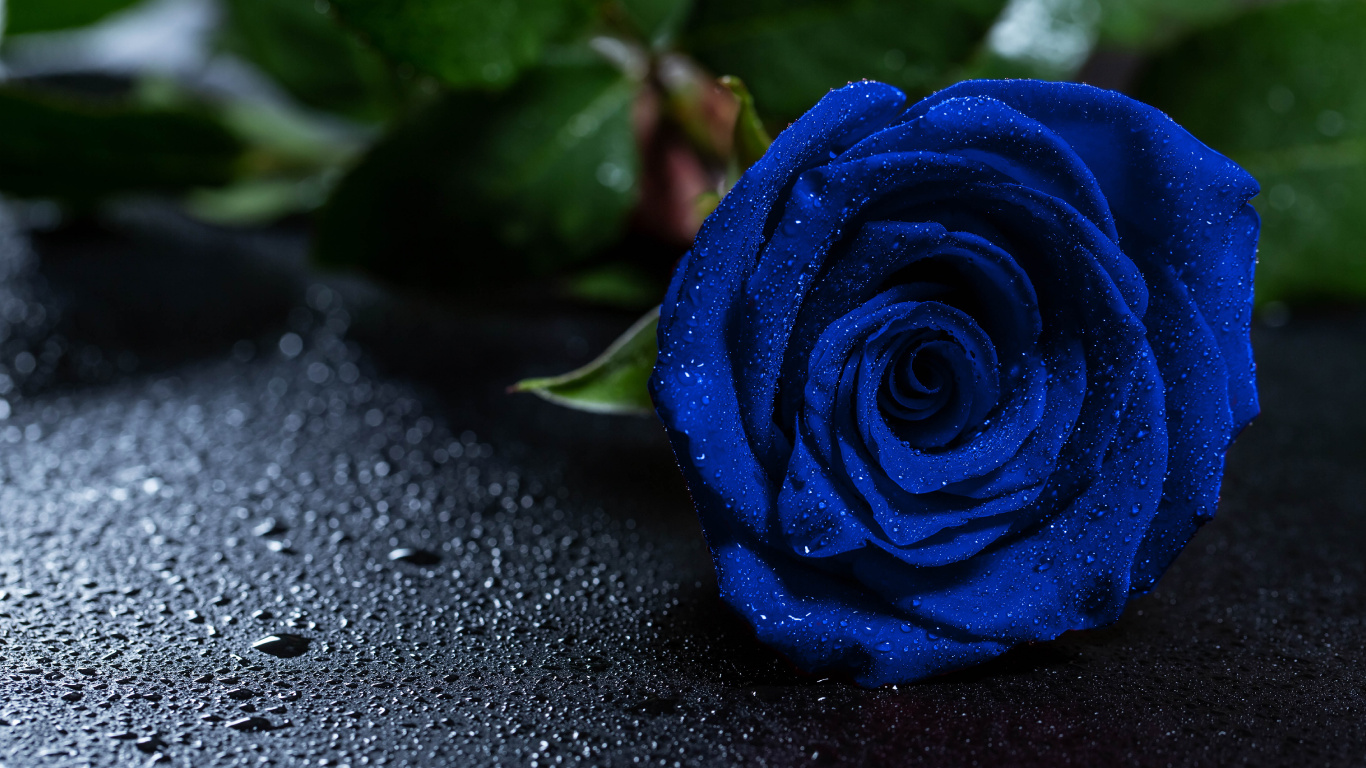 Rose Bleue Sur Surface Noire. Wallpaper in 1366x768 Resolution
