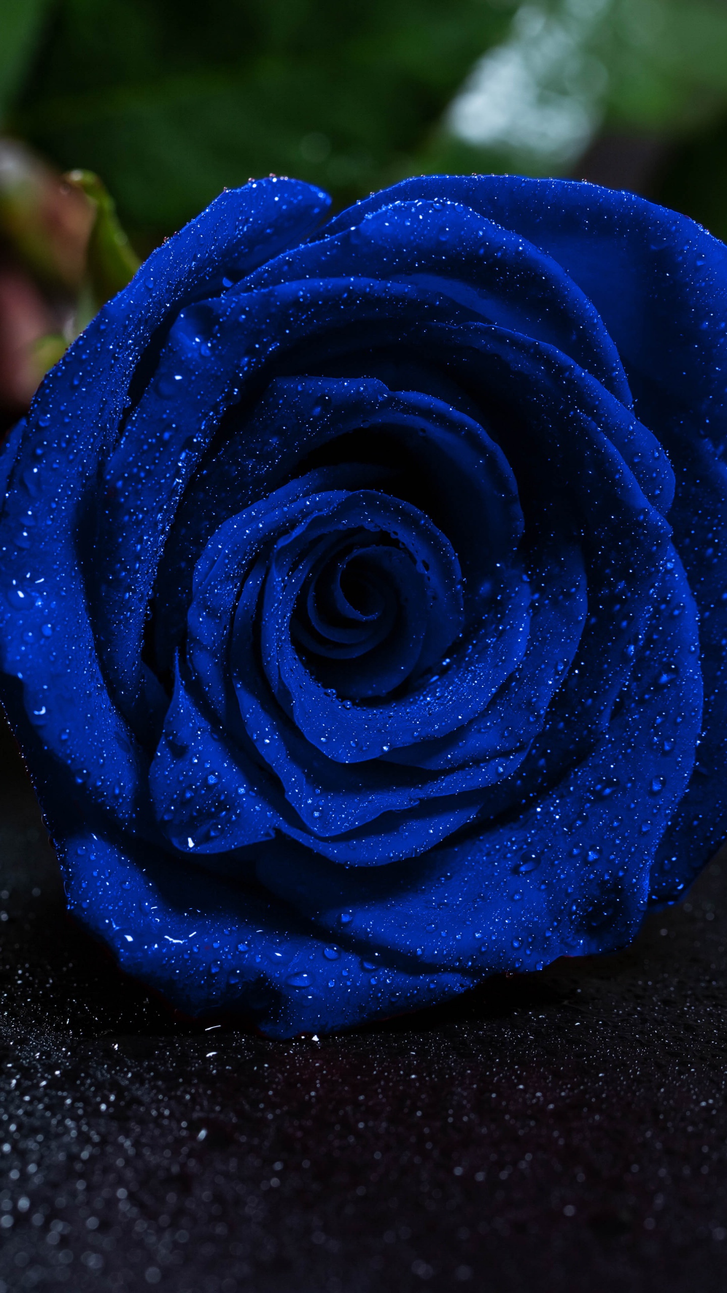 Rose Bleue Sur Surface Noire. Wallpaper in 1440x2560 Resolution
