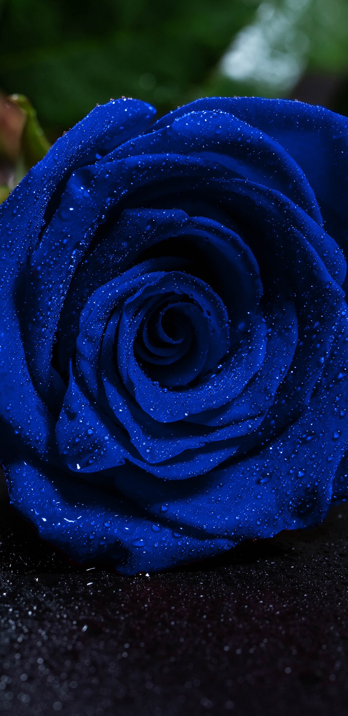 Rose Bleue Sur Surface Noire. Wallpaper in 1440x2960 Resolution
