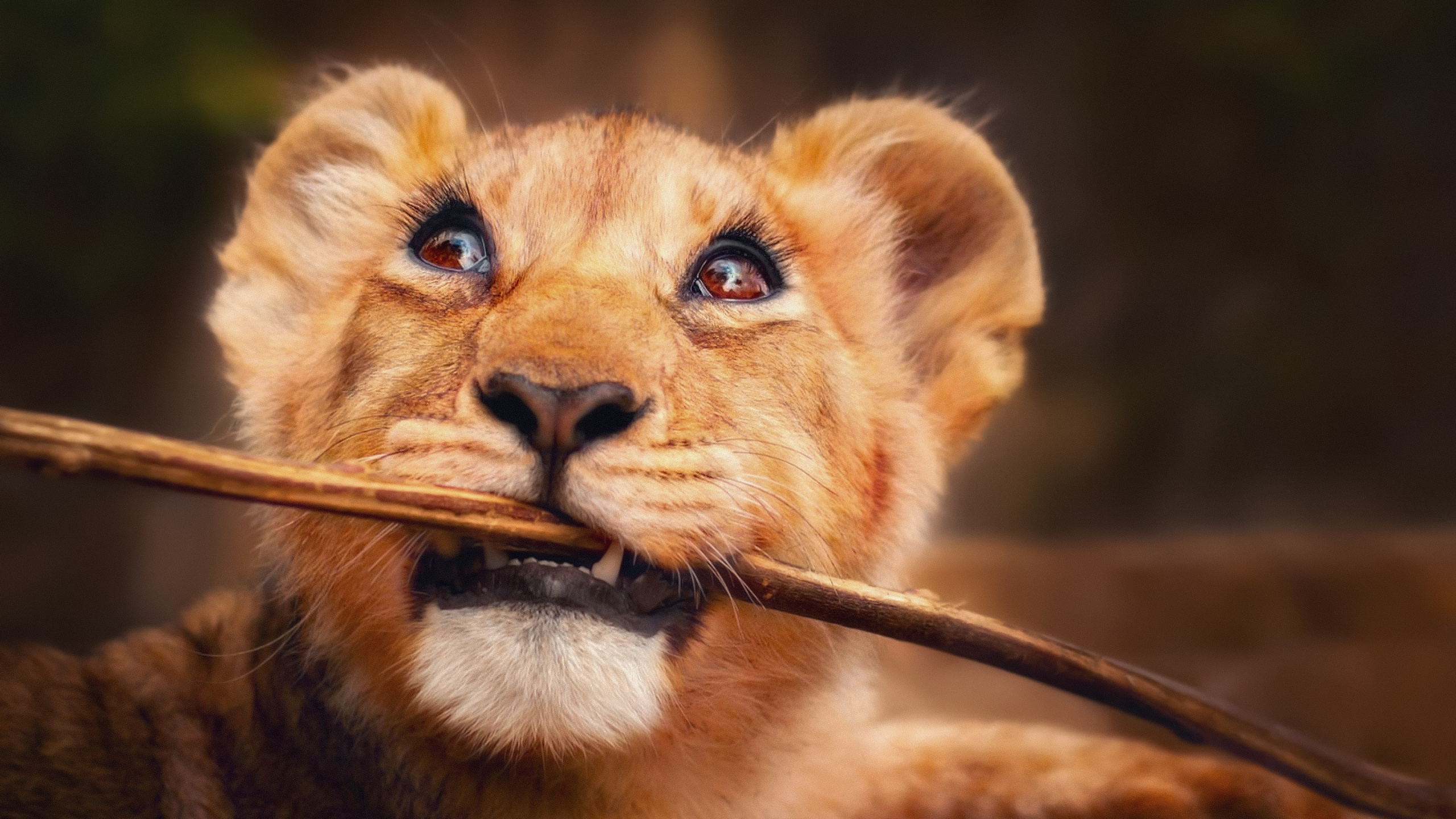 Brown Lion Cub on Brown Wooden Stick. Wallpaper in 2560x1440 Resolution