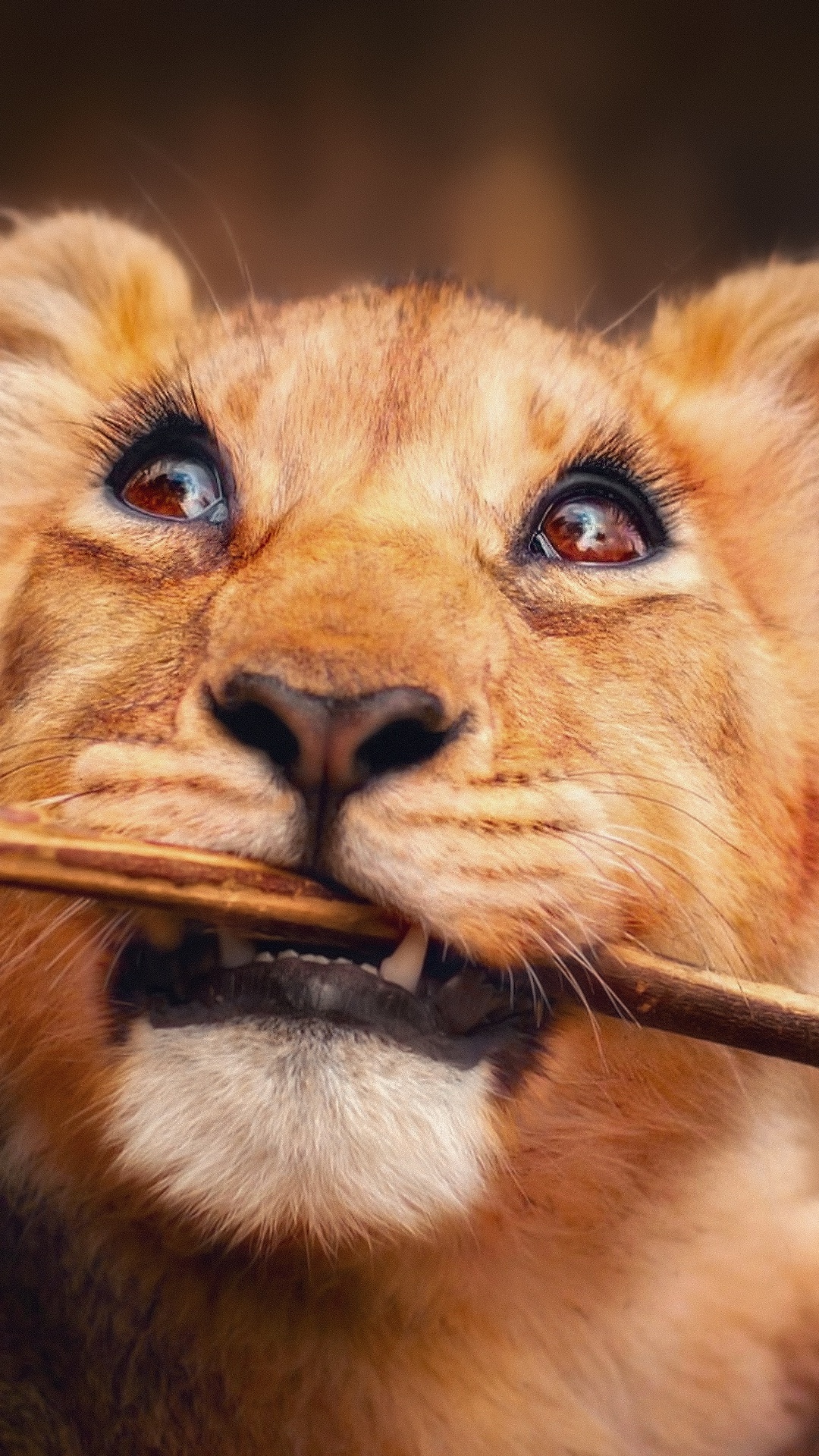 Lionceau Brun Sur un Bâton en Bois Brun. Wallpaper in 1080x1920 Resolution