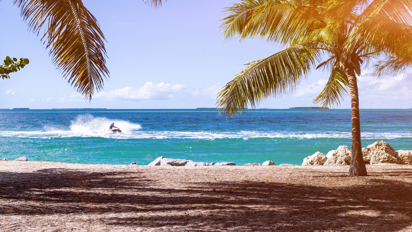 Coconut Tree Near Sea Shore During Daytime. Wallpaper in 1366x768 Resolution