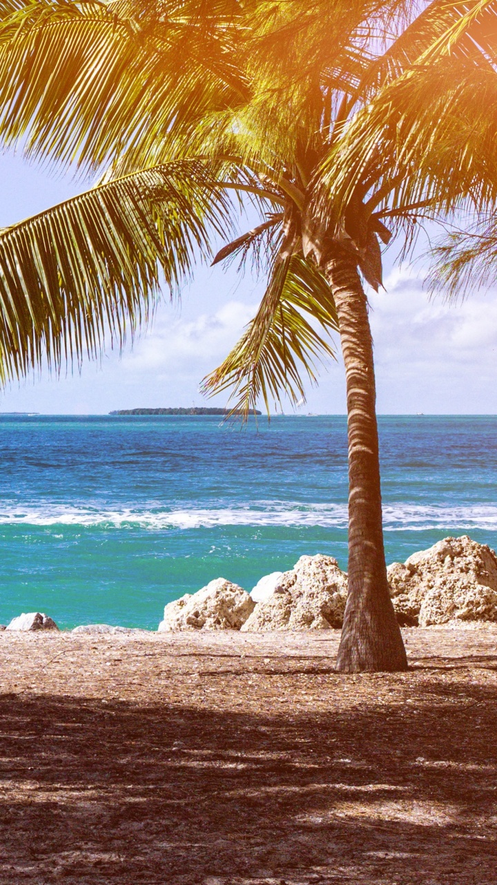 Coconut Tree Near Sea Shore During Daytime. Wallpaper in 720x1280 Resolution