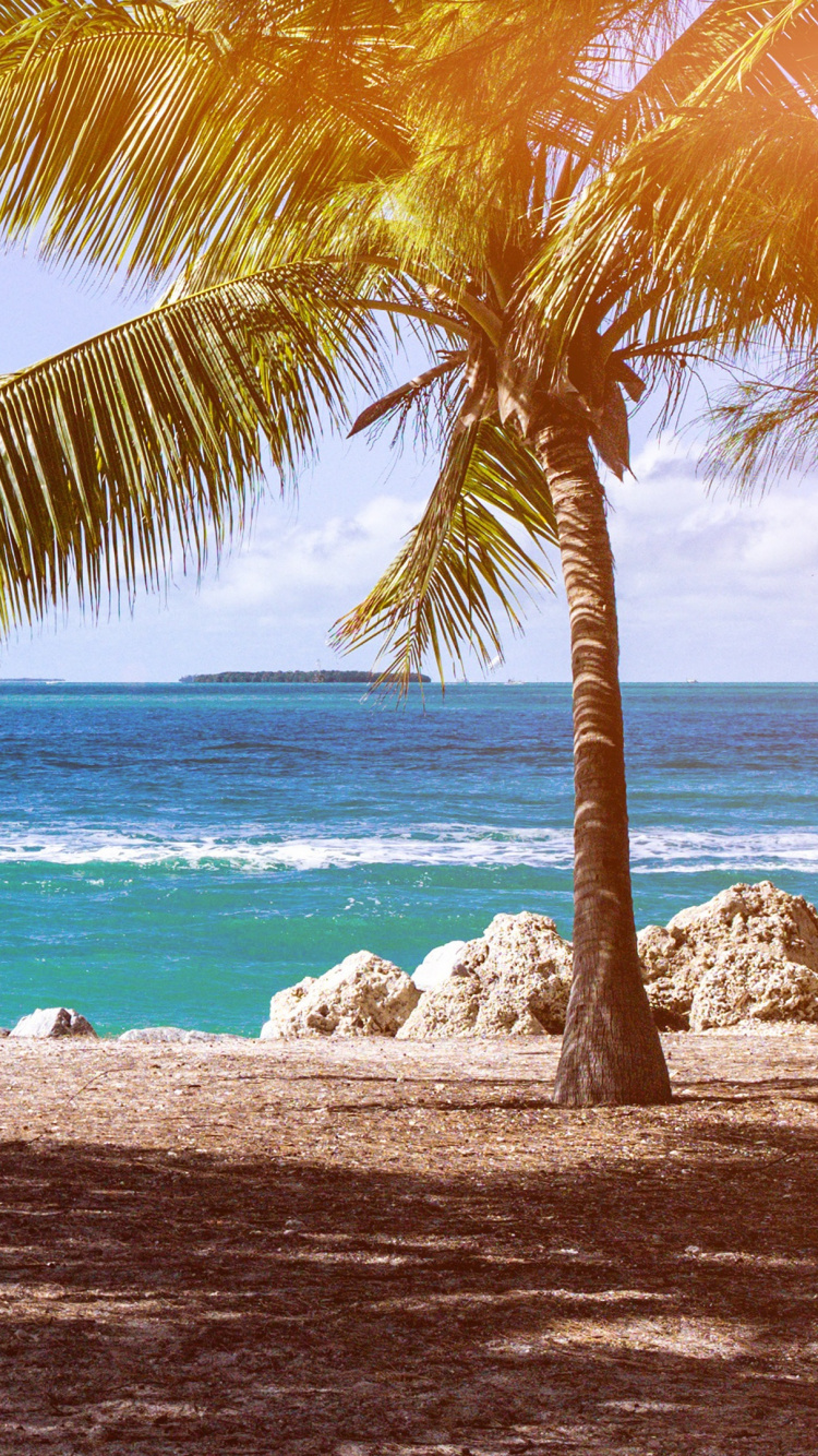 Coconut Tree Near Sea Shore During Daytime. Wallpaper in 750x1334 Resolution