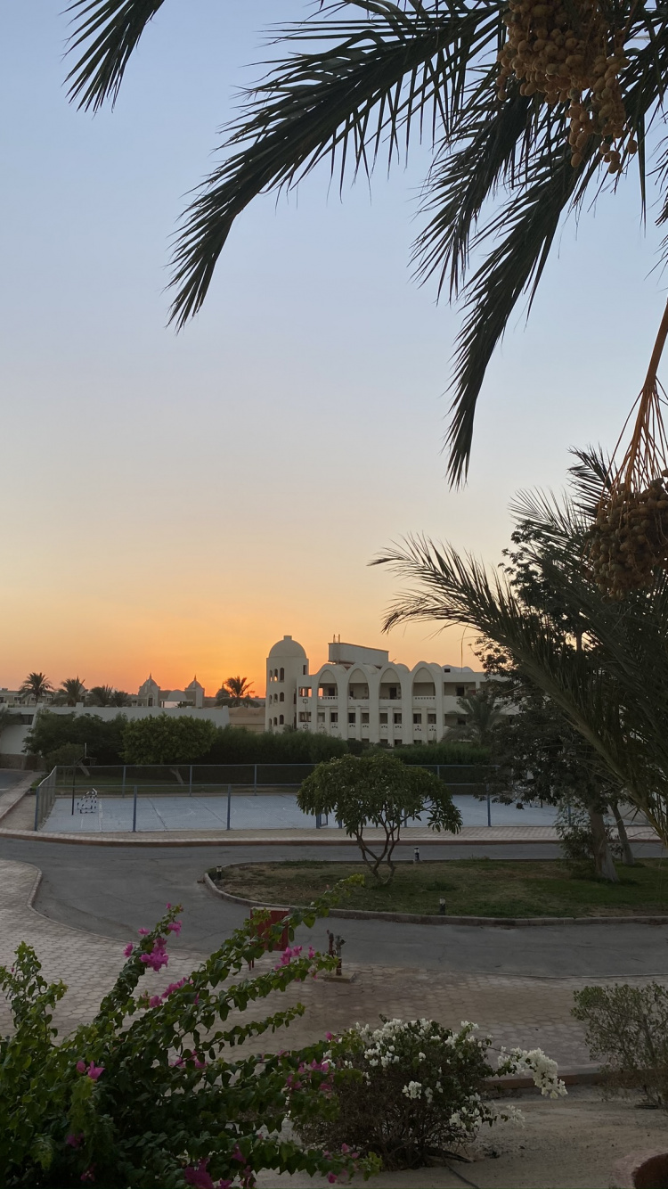 Water, Palm Trees, Biology, Dusk, Woody Plant. Wallpaper in 750x1334 Resolution