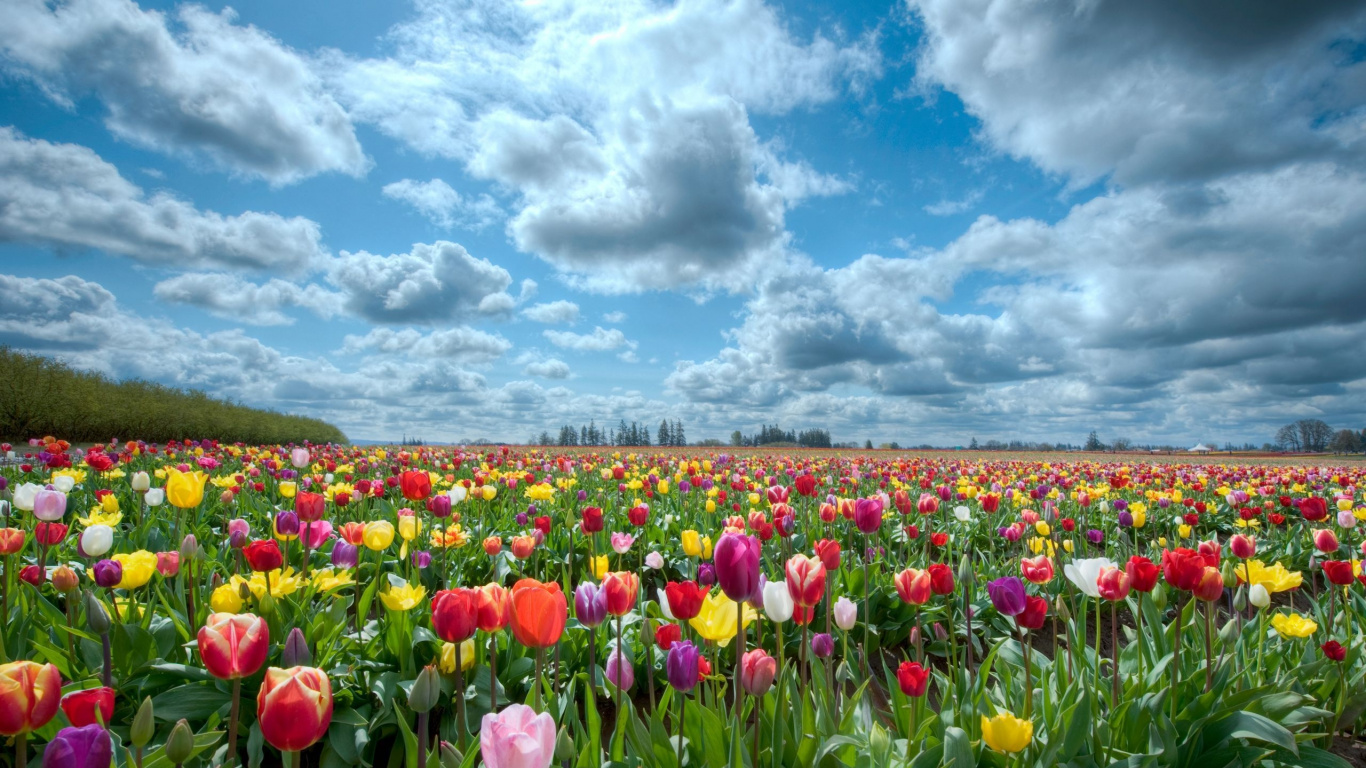 Campo de Tulipanes Rojos Bajo un Cielo Azul y Nubes Blancas Durante el Día. Wallpaper in 1366x768 Resolution