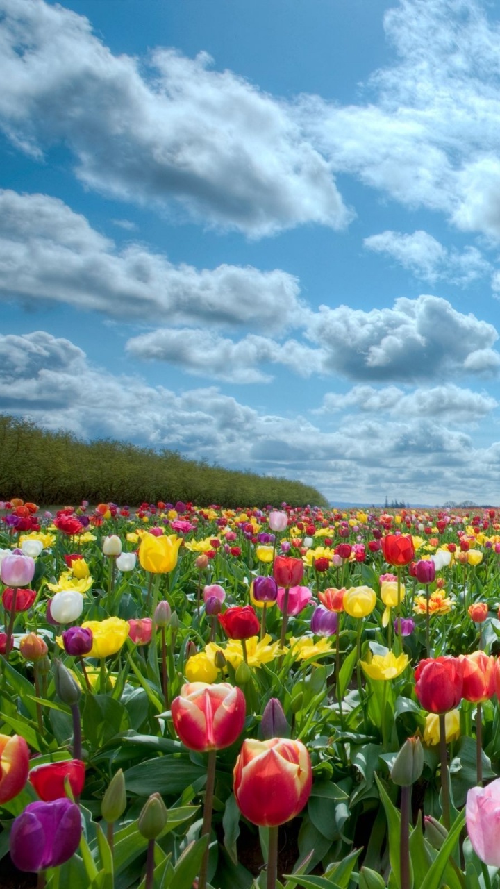 Champ de Tulipes Rouges Sous Ciel Bleu et Nuages Blancs Pendant la Journée. Wallpaper in 720x1280 Resolution