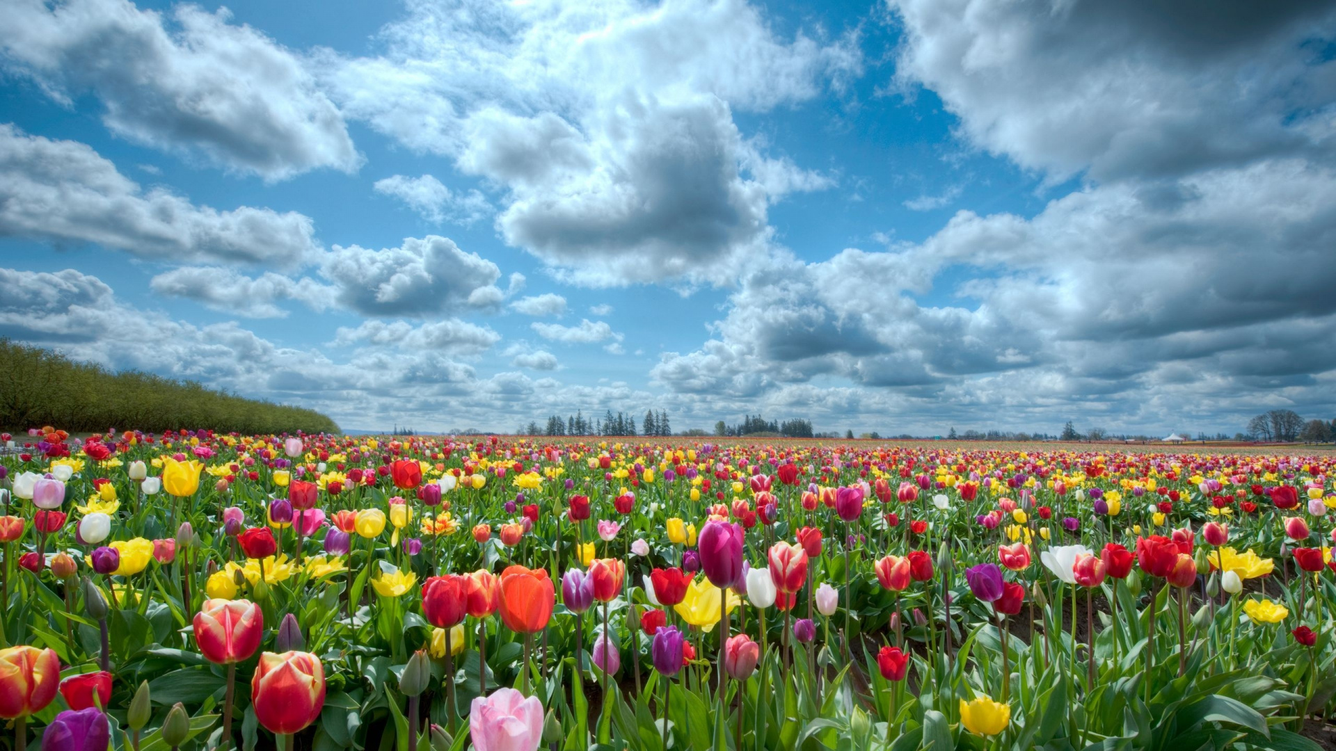 Red Tulips Field Under Blue Sky and White Clouds During Daytime. Wallpaper in 1920x1080 Resolution