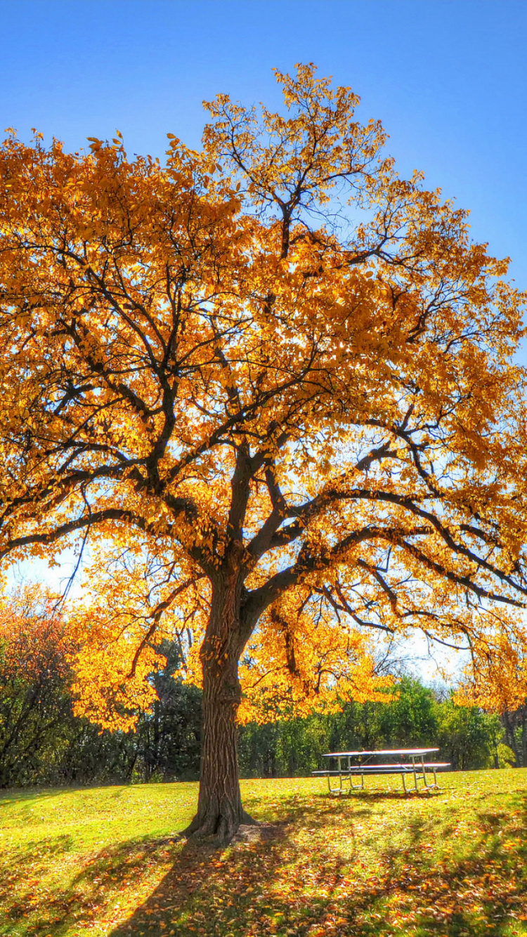 Brown Leaf Tree on Green Grass Field During Daytime. Wallpaper in 750x1334 Resolution