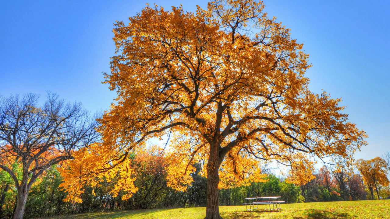 Árbol de Hoja Marrón en el Campo de Hierba Verde Durante el Día. Wallpaper in 1280x720 Resolution