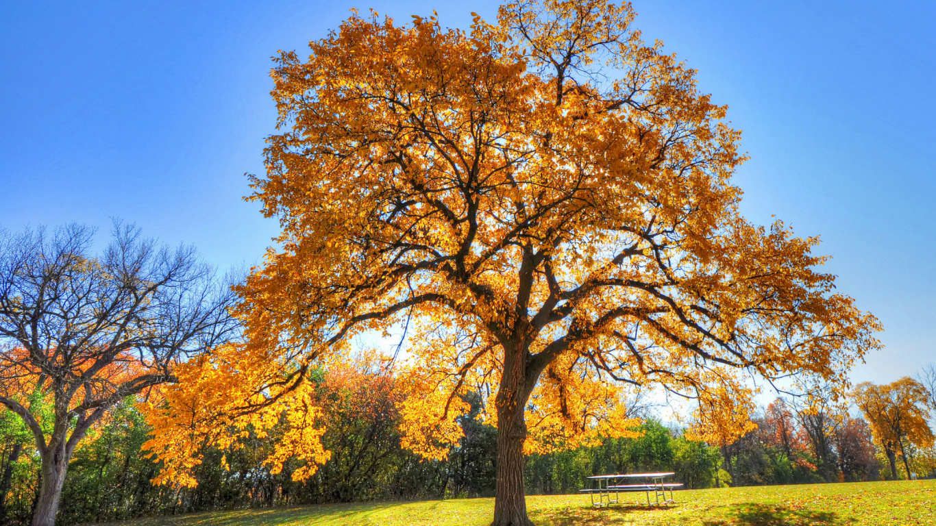 Árbol de Hoja Marrón en el Campo de Hierba Verde Durante el Día. Wallpaper in 1366x768 Resolution