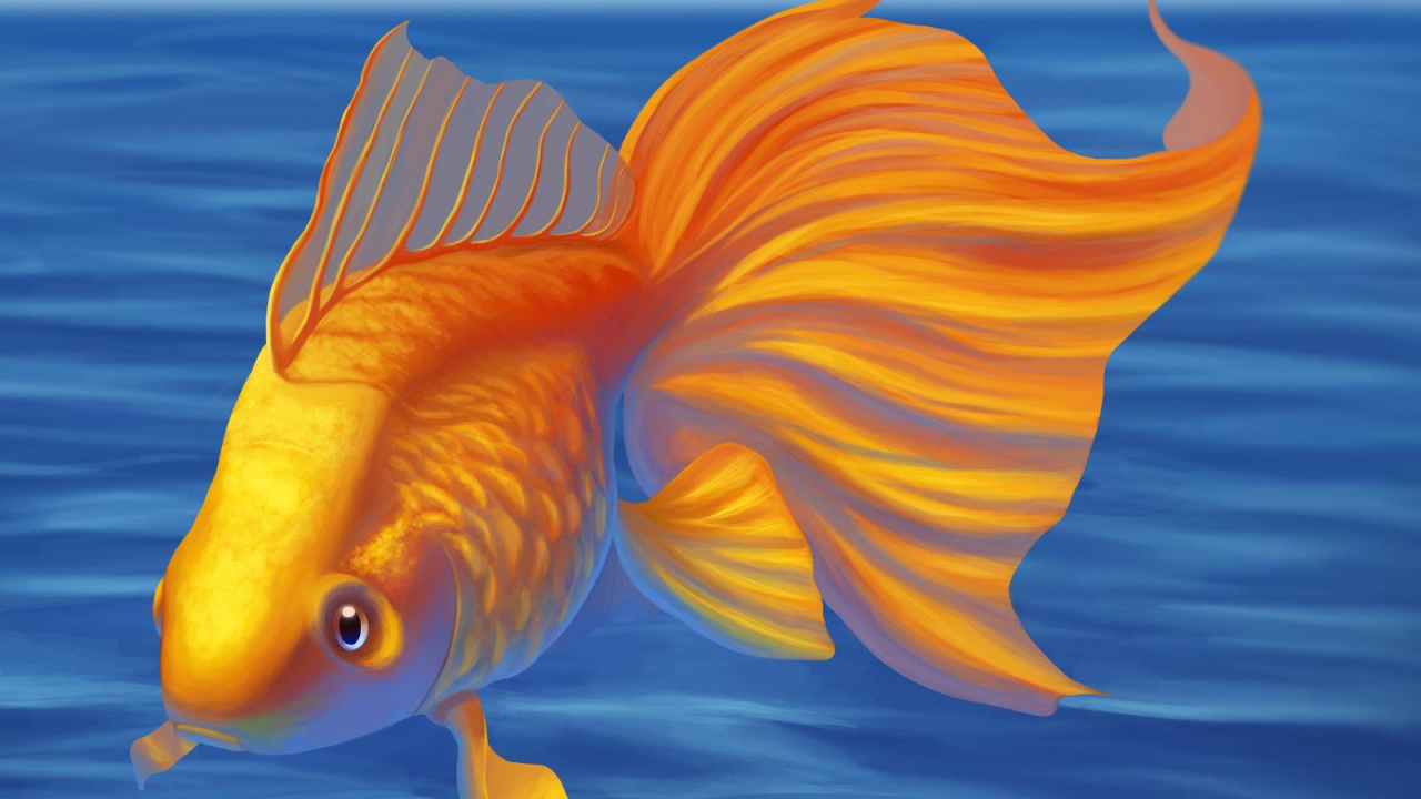 Poisson Orange et Blanc Dans L'eau. Wallpaper in 1280x720 Resolution