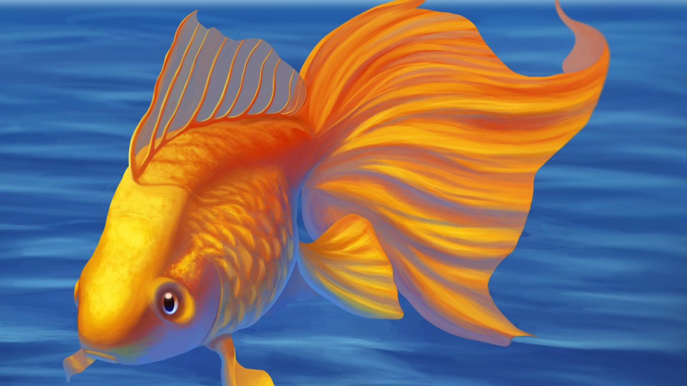 Orange and White Fish in Water. Wallpaper in 1366x768 Resolution