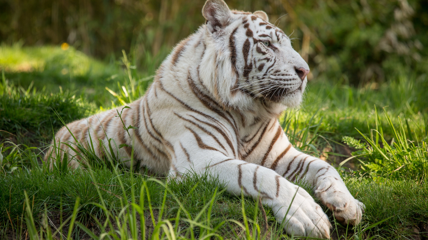 White and Black Tiger Lying on Green Grass During Daytime. Wallpaper in 1366x768 Resolution