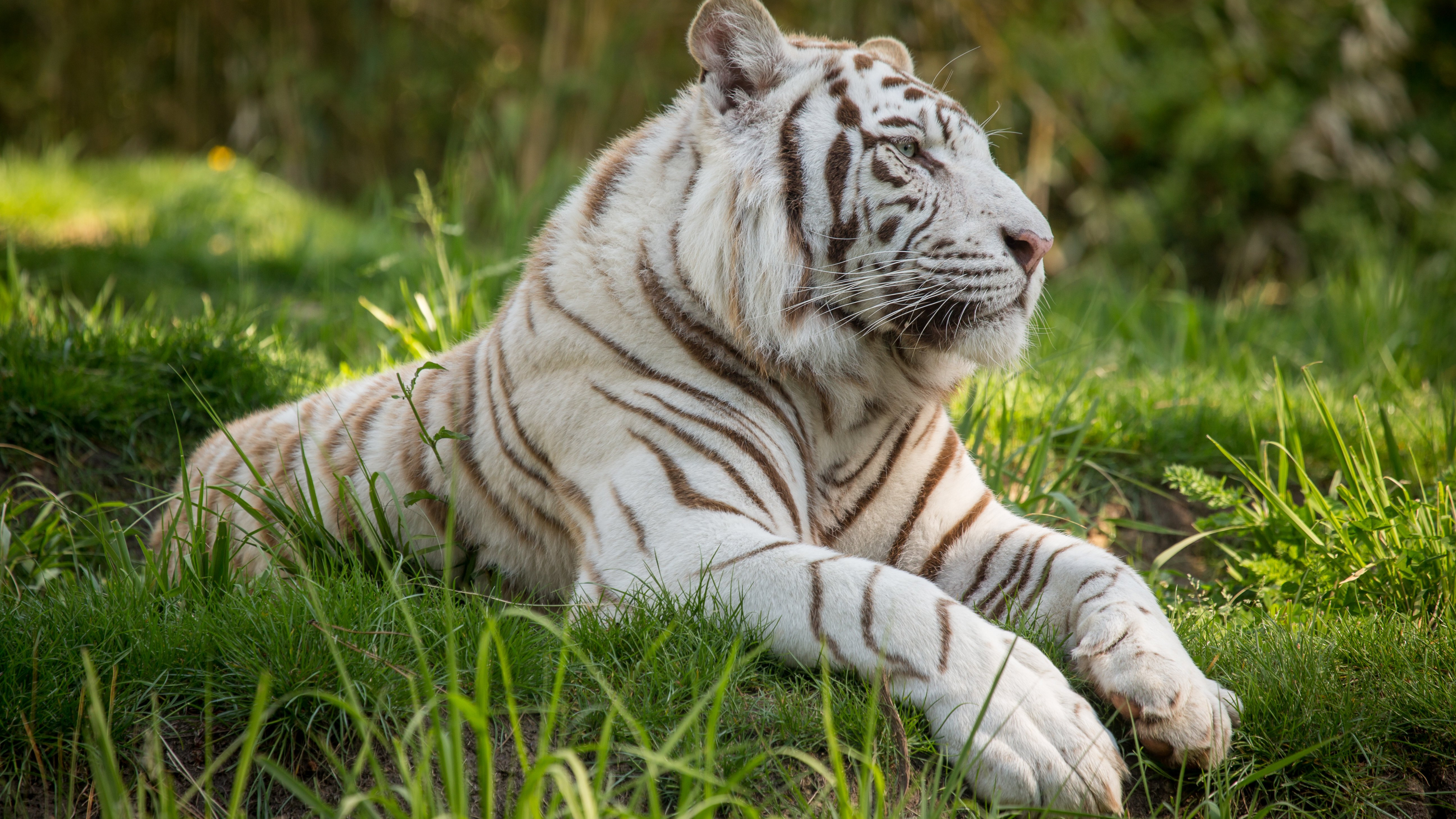 White and Black Tiger Lying on Green Grass During Daytime. Wallpaper in 3840x2160 Resolution