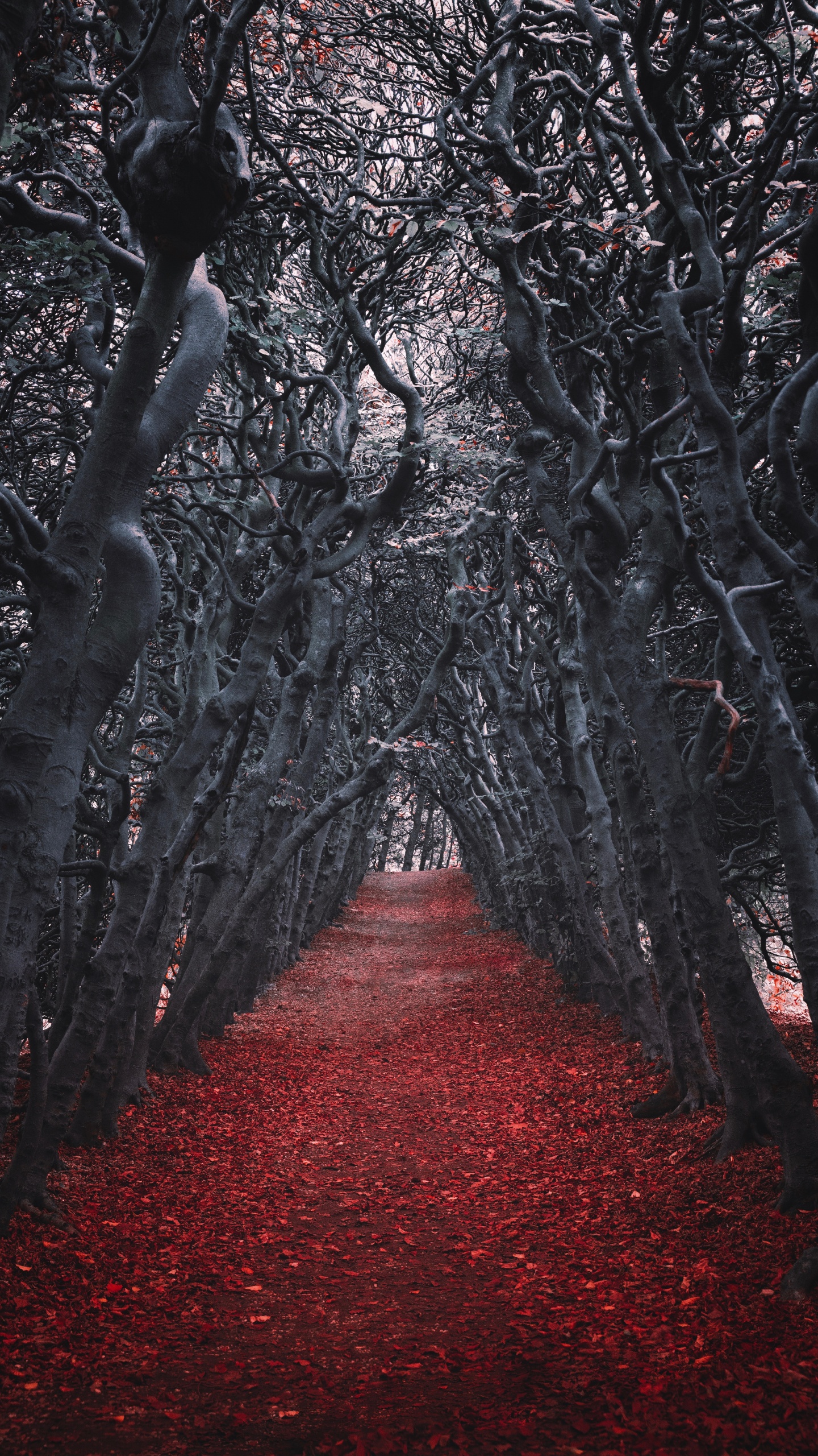 Tree, Red, Nature, Natural Environment, Forest. Wallpaper in 1440x2560 Resolution