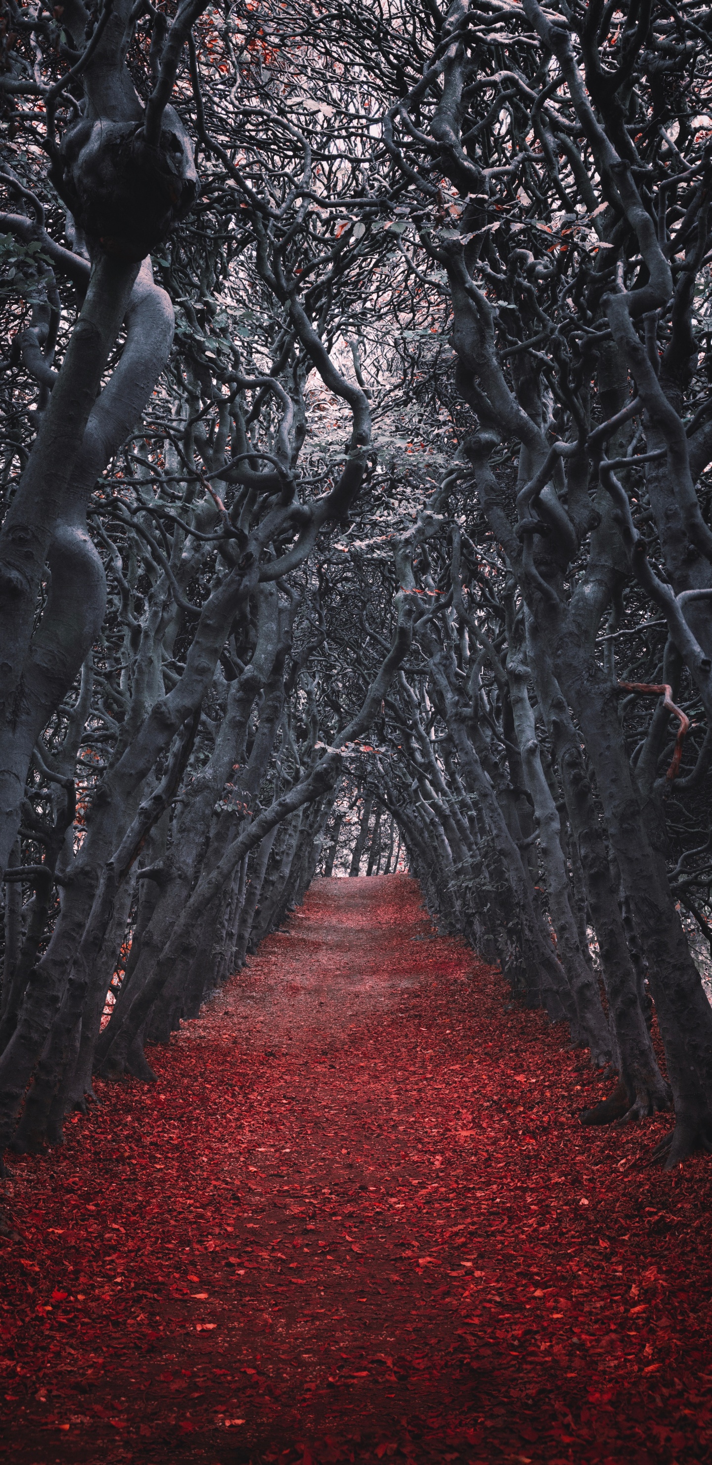 Tree, Red, Nature, Natural Environment, Forest. Wallpaper in 1440x2960 Resolution