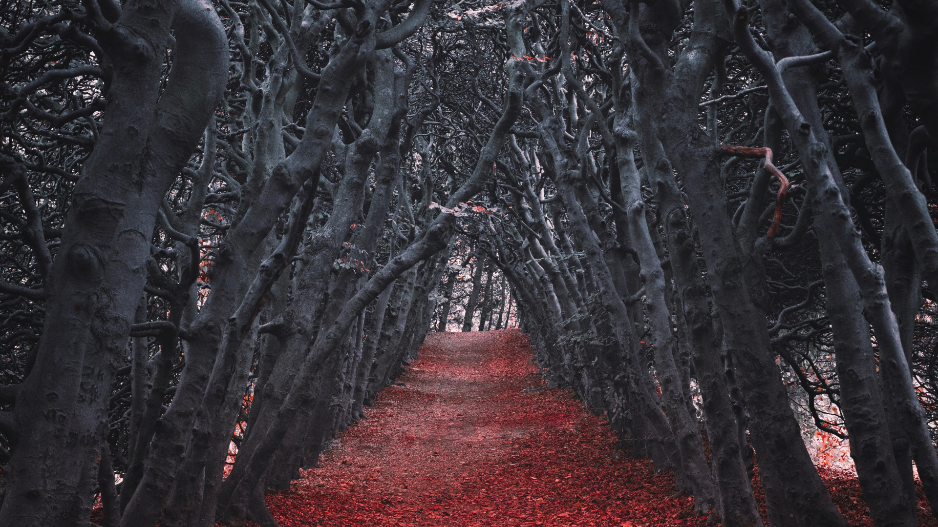 Tree, Red, Nature, Natural Environment, Forest. Wallpaper in 1920x1080 Resolution