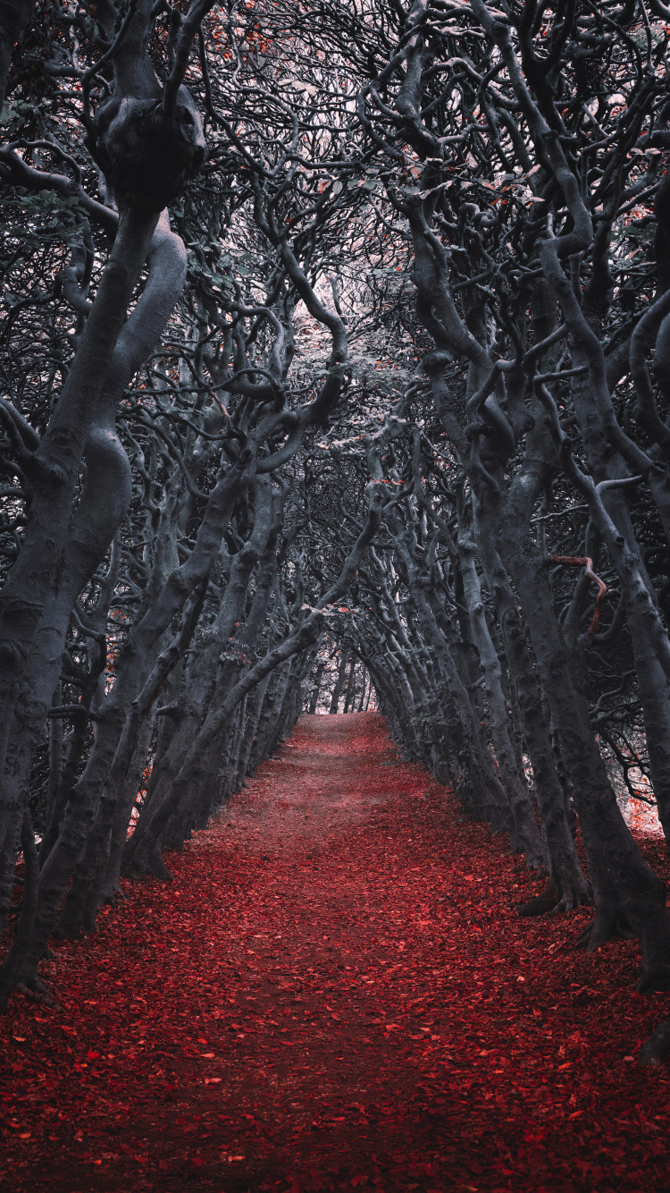 Tree, Red, Nature, Natural Environment, Forest. Wallpaper in 750x1334 Resolution