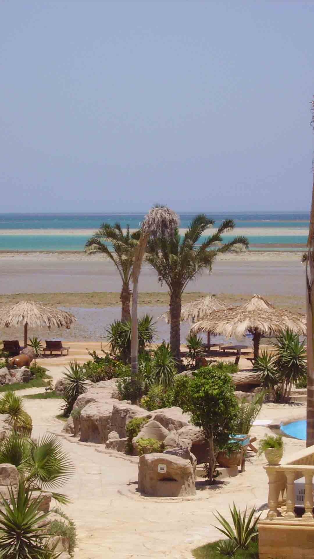 Green Palm Trees on Beach During Daytime. Wallpaper in 1080x1920 Resolution