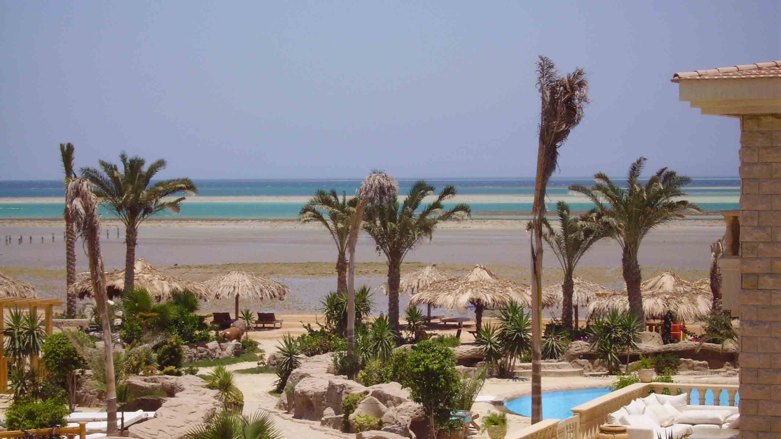 Green Palm Trees on Beach During Daytime. Wallpaper in 2560x1440 Resolution