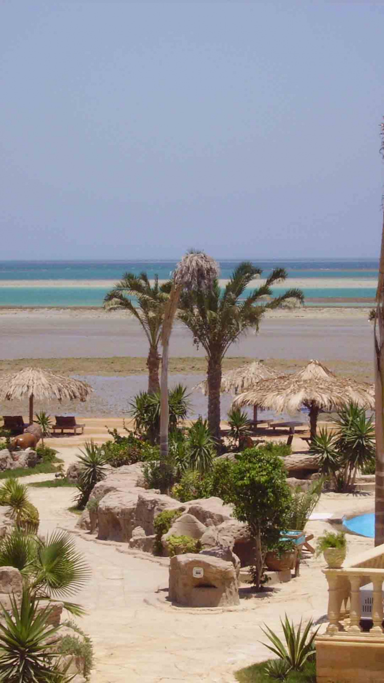 Green Palm Trees on Beach During Daytime. Wallpaper in 750x1334 Resolution