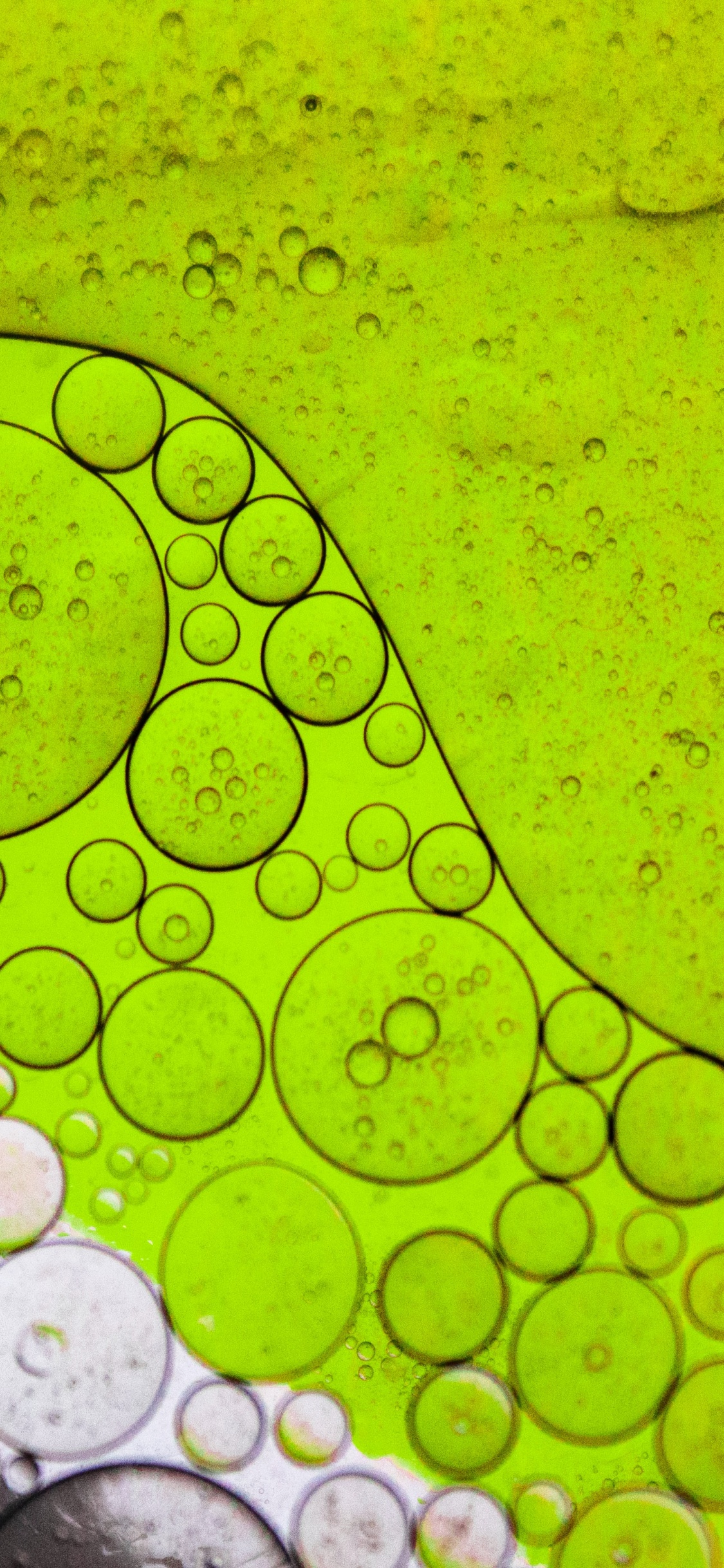 Luz, Agua, Verde, Entorno Natural, la Botánica. Wallpaper in 1125x2436 Resolution