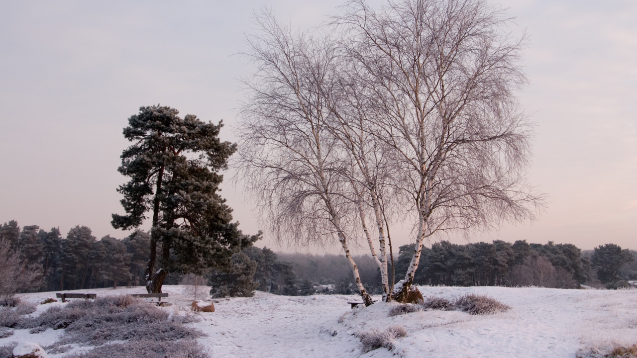 Arbres Nus Sur Sol Couvert de Neige Pendant la Journée. Wallpaper in 1280x720 Resolution