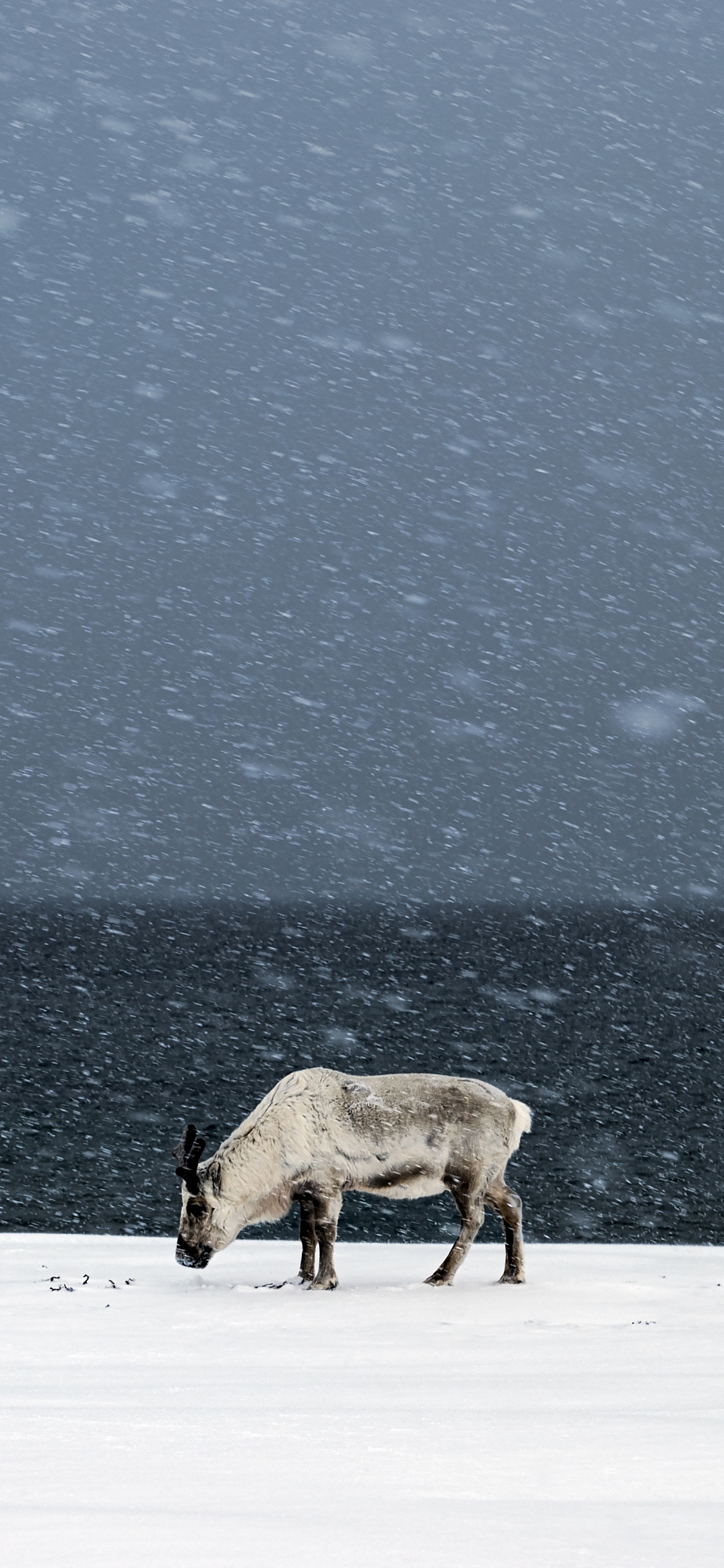 Vache Brune Sur un Sol Couvert de Neige Pendant la Journée. Wallpaper in 1125x2436 Resolution