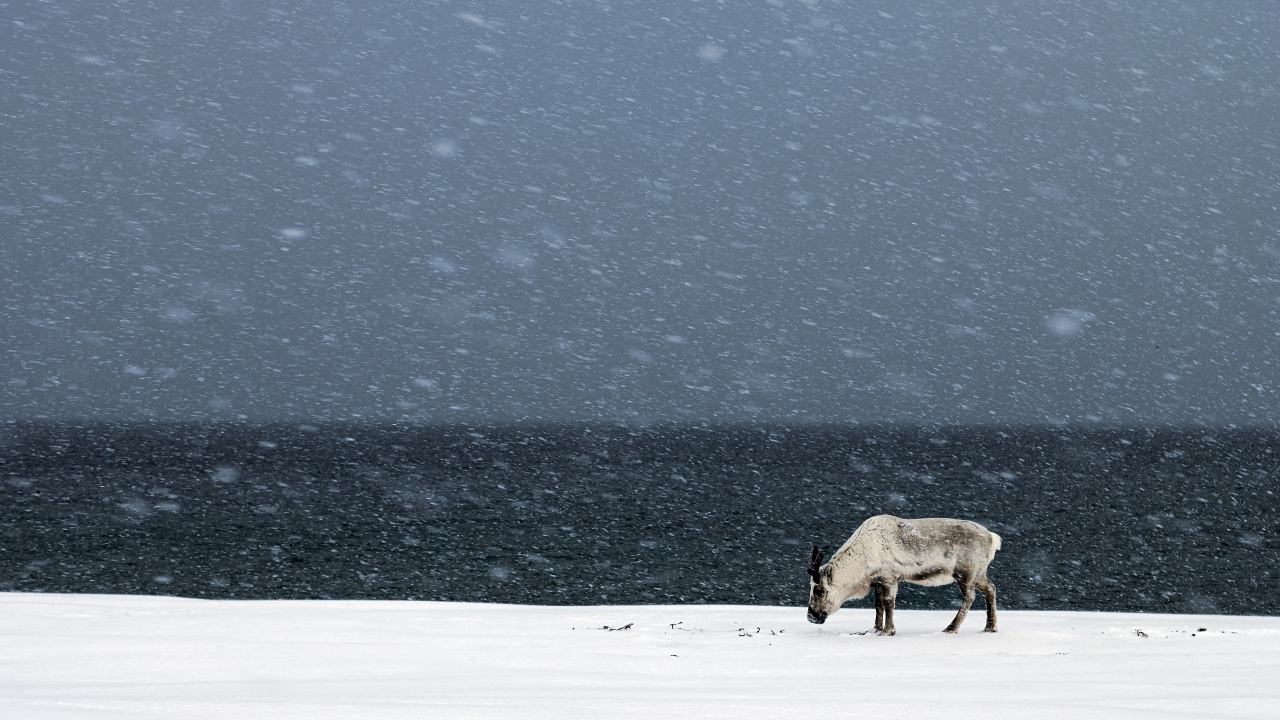 Vache Brune Sur un Sol Couvert de Neige Pendant la Journée. Wallpaper in 1280x720 Resolution