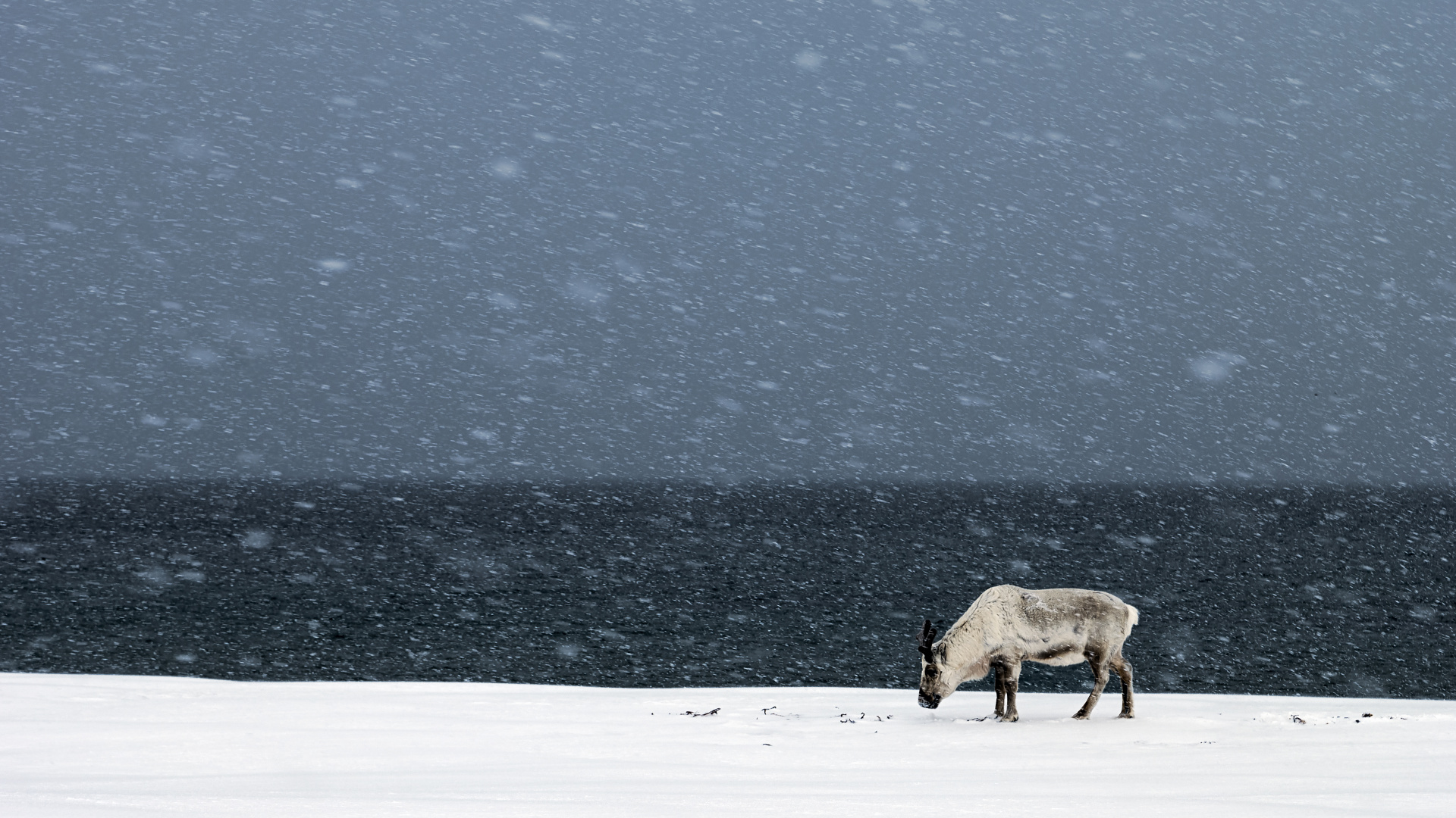 Vache Brune Sur un Sol Couvert de Neige Pendant la Journée. Wallpaper in 1920x1080 Resolution