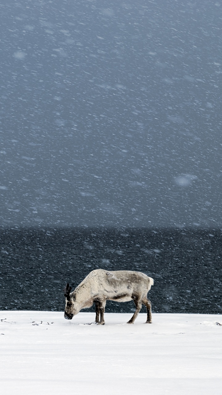 Vaca Marrón Sobre Suelo Cubierto de Nieve Durante el Día. Wallpaper in 720x1280 Resolution