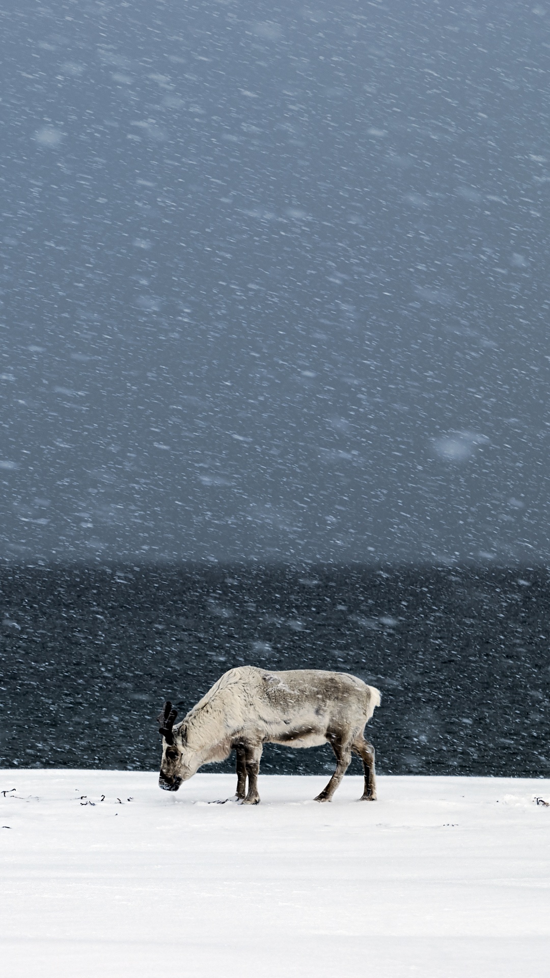 Braune Kuh Auf Schneebedecktem Boden Tagsüber. Wallpaper in 1080x1920 Resolution