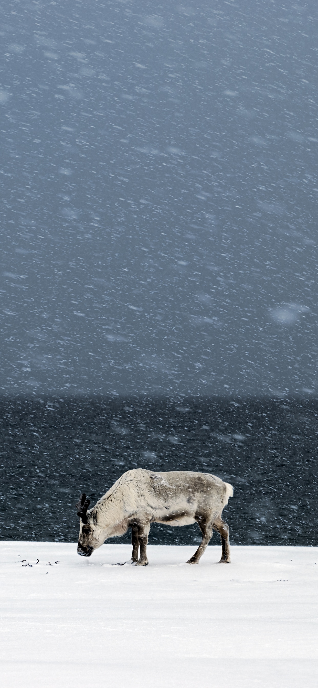 Braune Kuh Auf Schneebedecktem Boden Tagsüber. Wallpaper in 1242x2688 Resolution