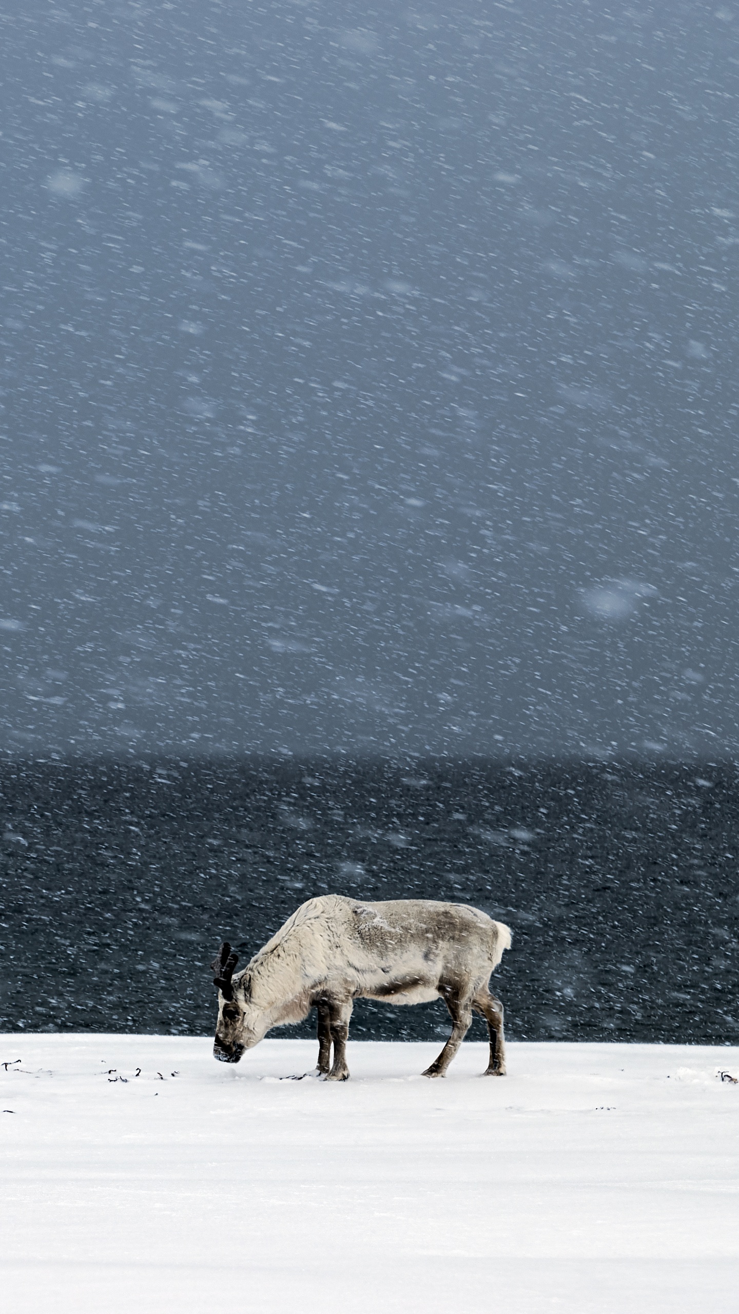 Braune Kuh Auf Schneebedecktem Boden Tagsüber. Wallpaper in 1440x2560 Resolution