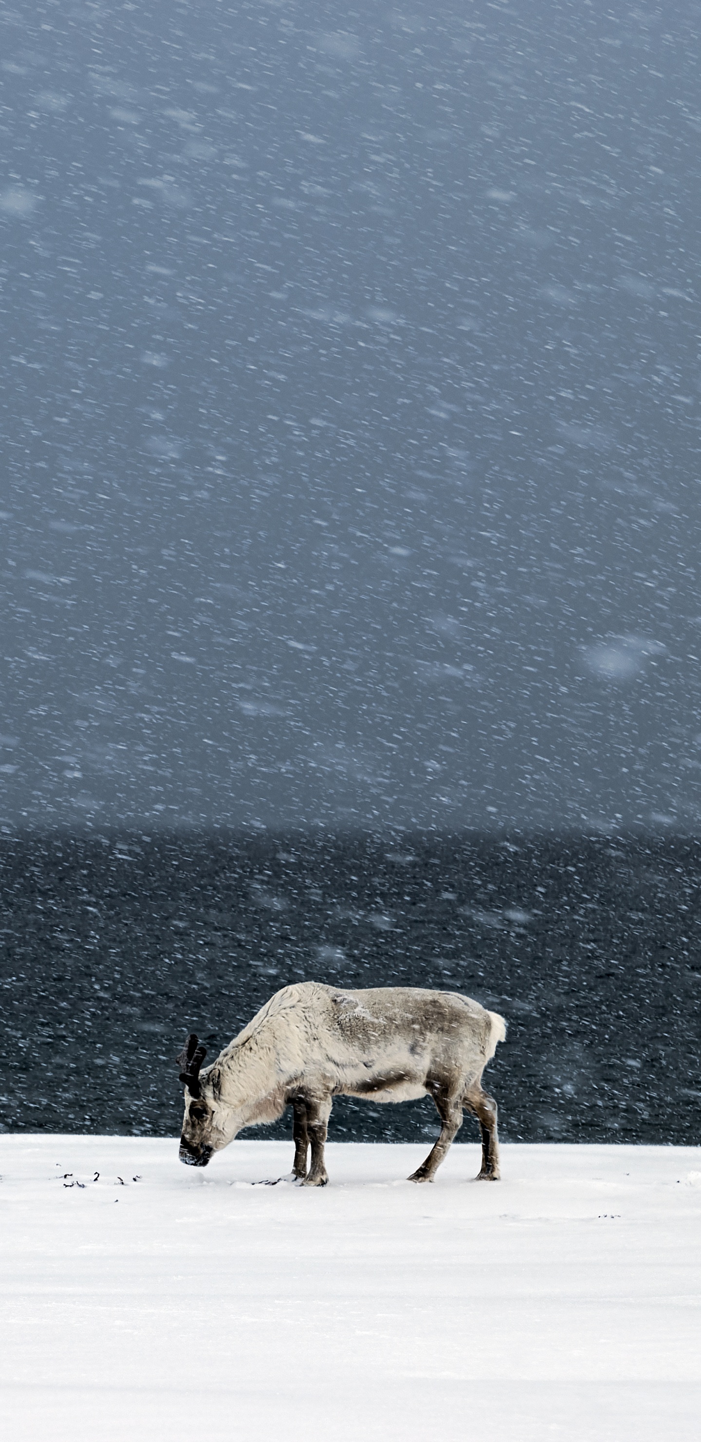 Braune Kuh Auf Schneebedecktem Boden Tagsüber. Wallpaper in 1440x2960 Resolution