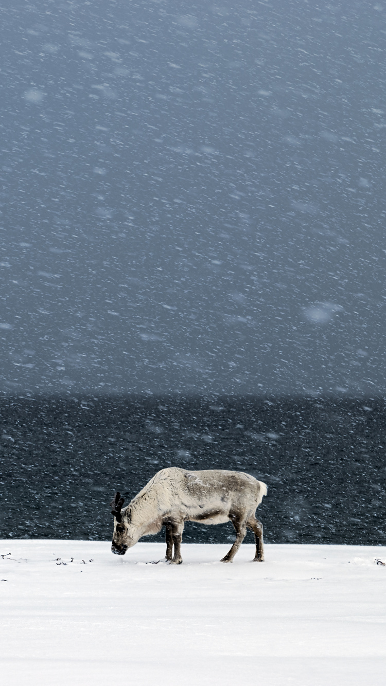 Braune Kuh Auf Schneebedecktem Boden Tagsüber. Wallpaper in 750x1334 Resolution