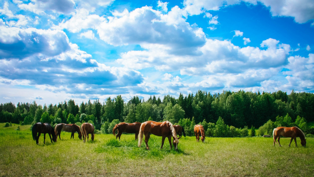 Grassland, Mustang, Mane, Cloud, Horse. Wallpaper in 1280x720 Resolution
