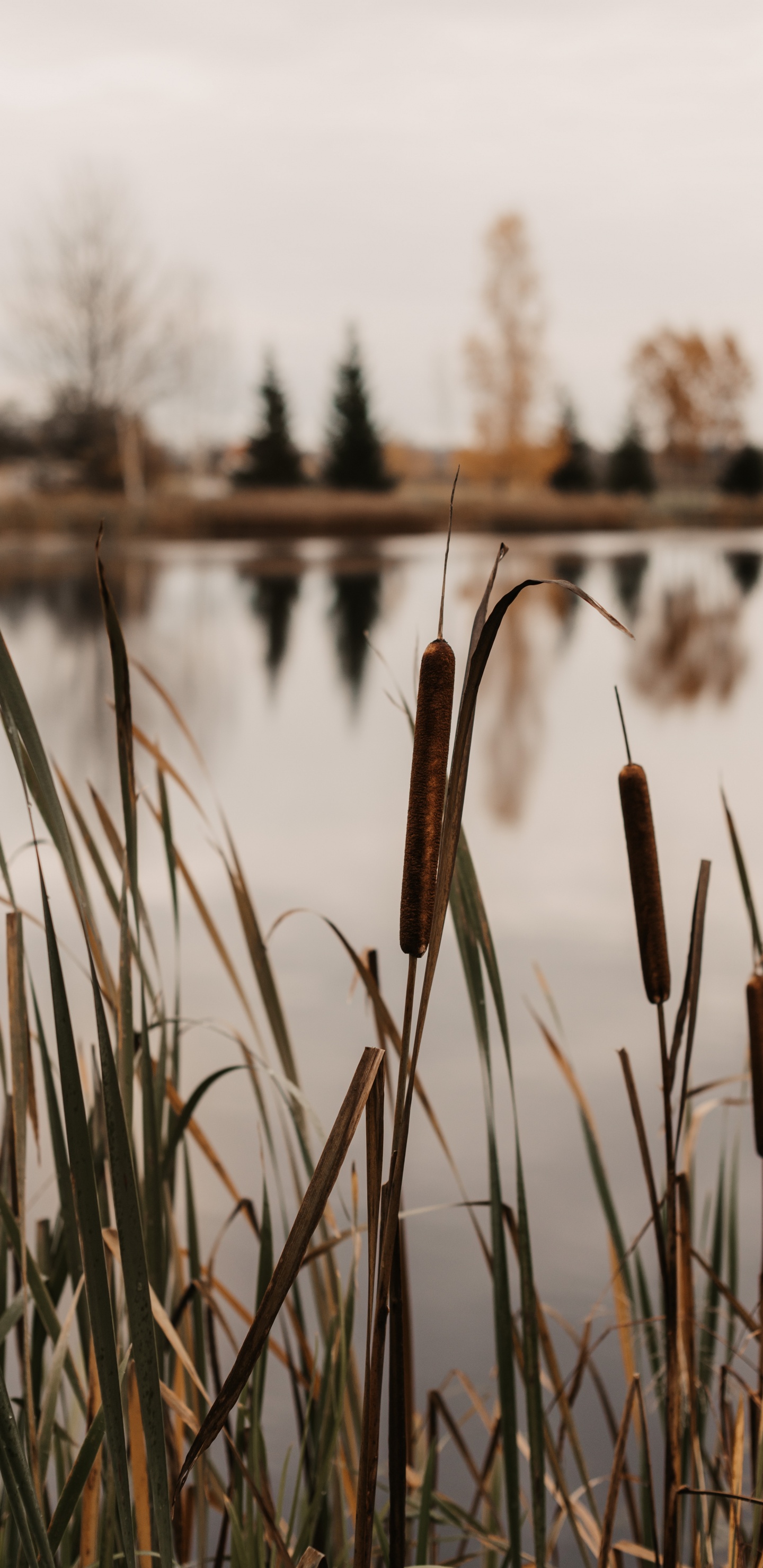 Lago, Agua, Hierba de la Familia, Qhd, Ramita. Wallpaper in 1440x2960 Resolution