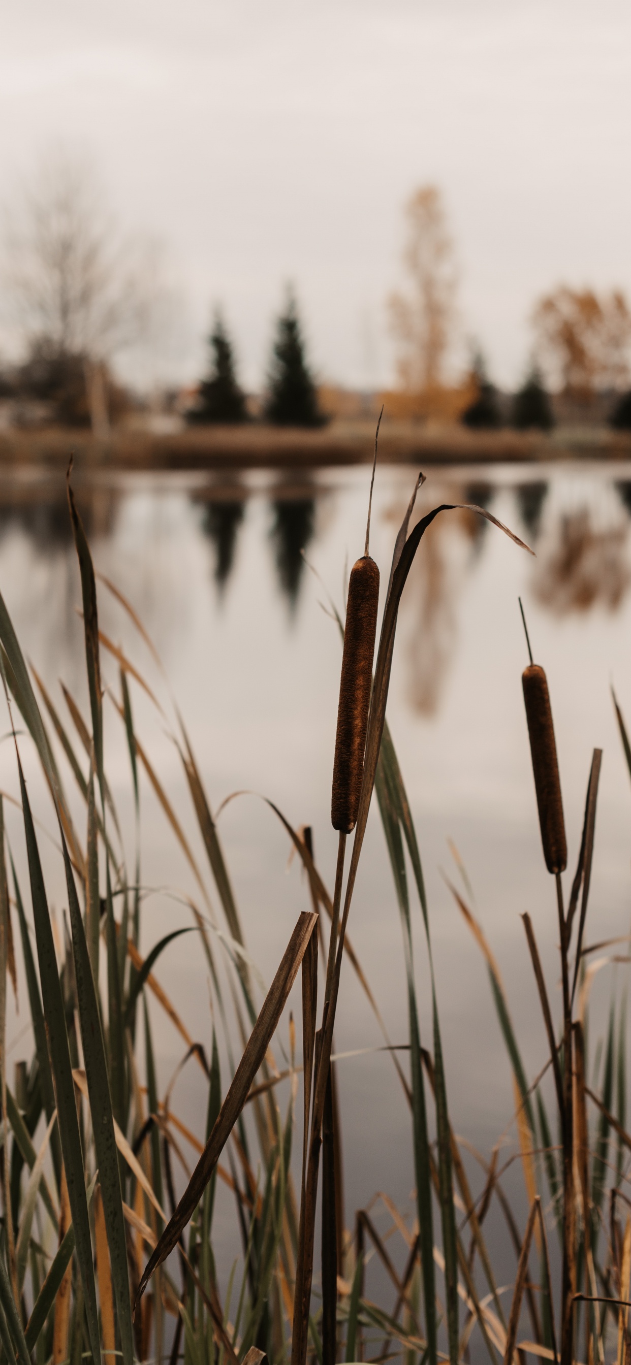 Moor, See, Wasser, Baum, Gras-Familie. Wallpaper in 1242x2688 Resolution