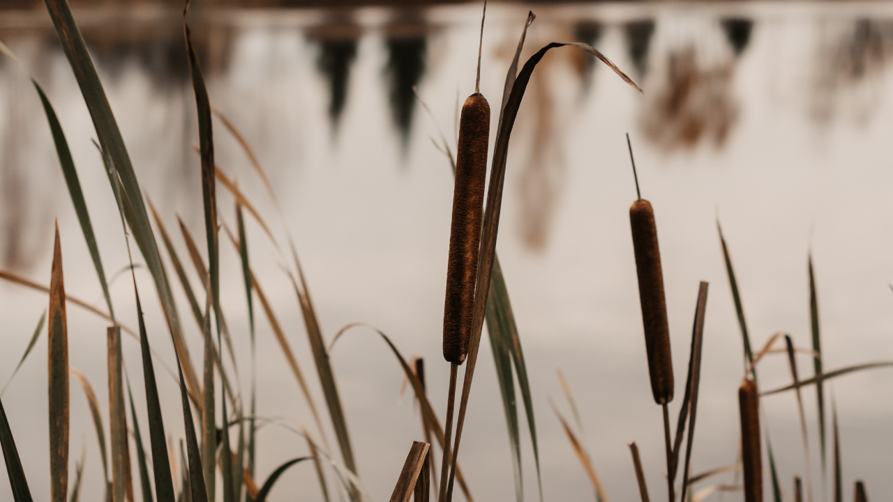 Moor, See, Wasser, Baum, Gras-Familie. Wallpaper in 1280x720 Resolution