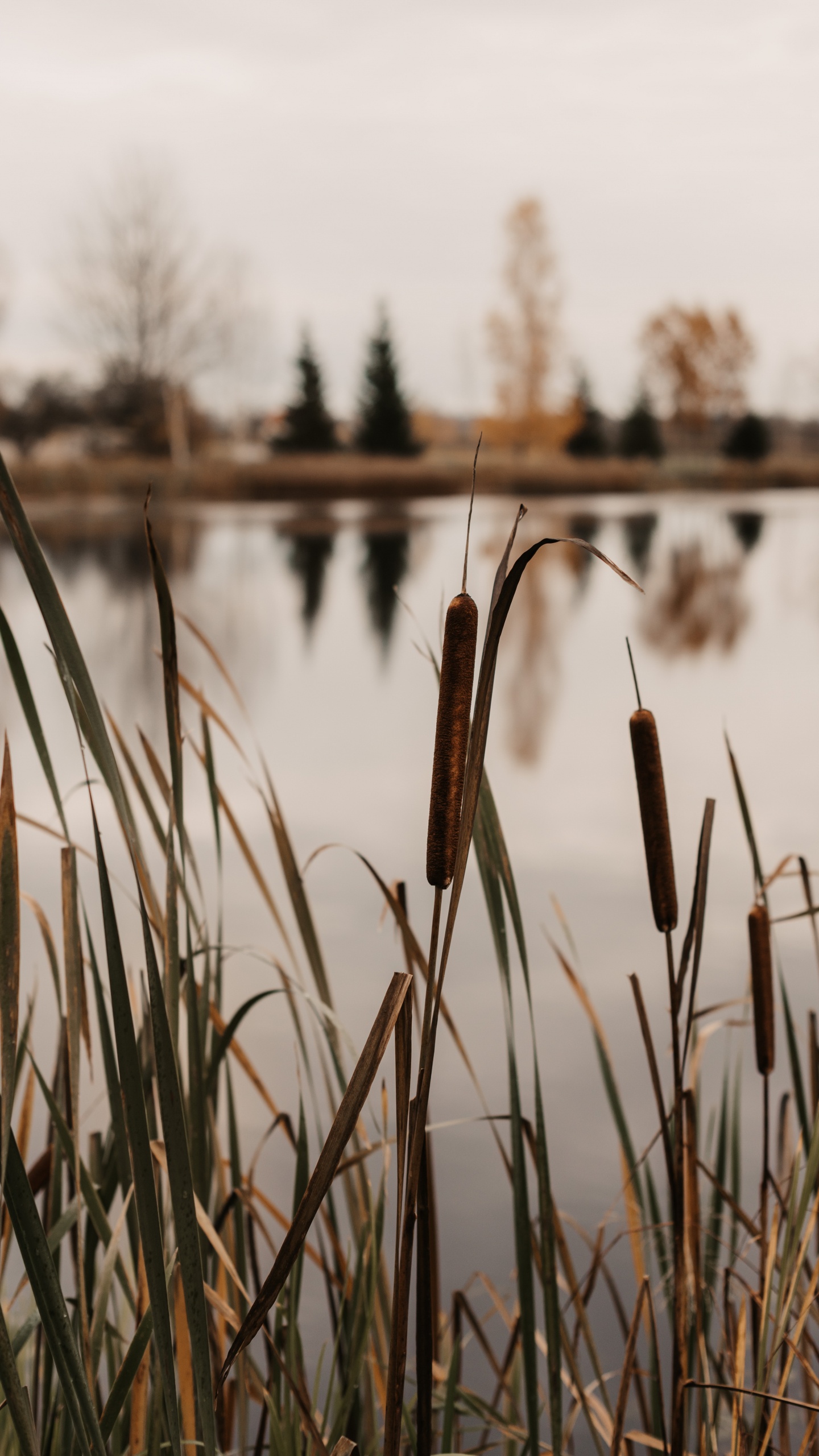Moor, See, Wasser, Baum, Gras-Familie. Wallpaper in 1440x2560 Resolution